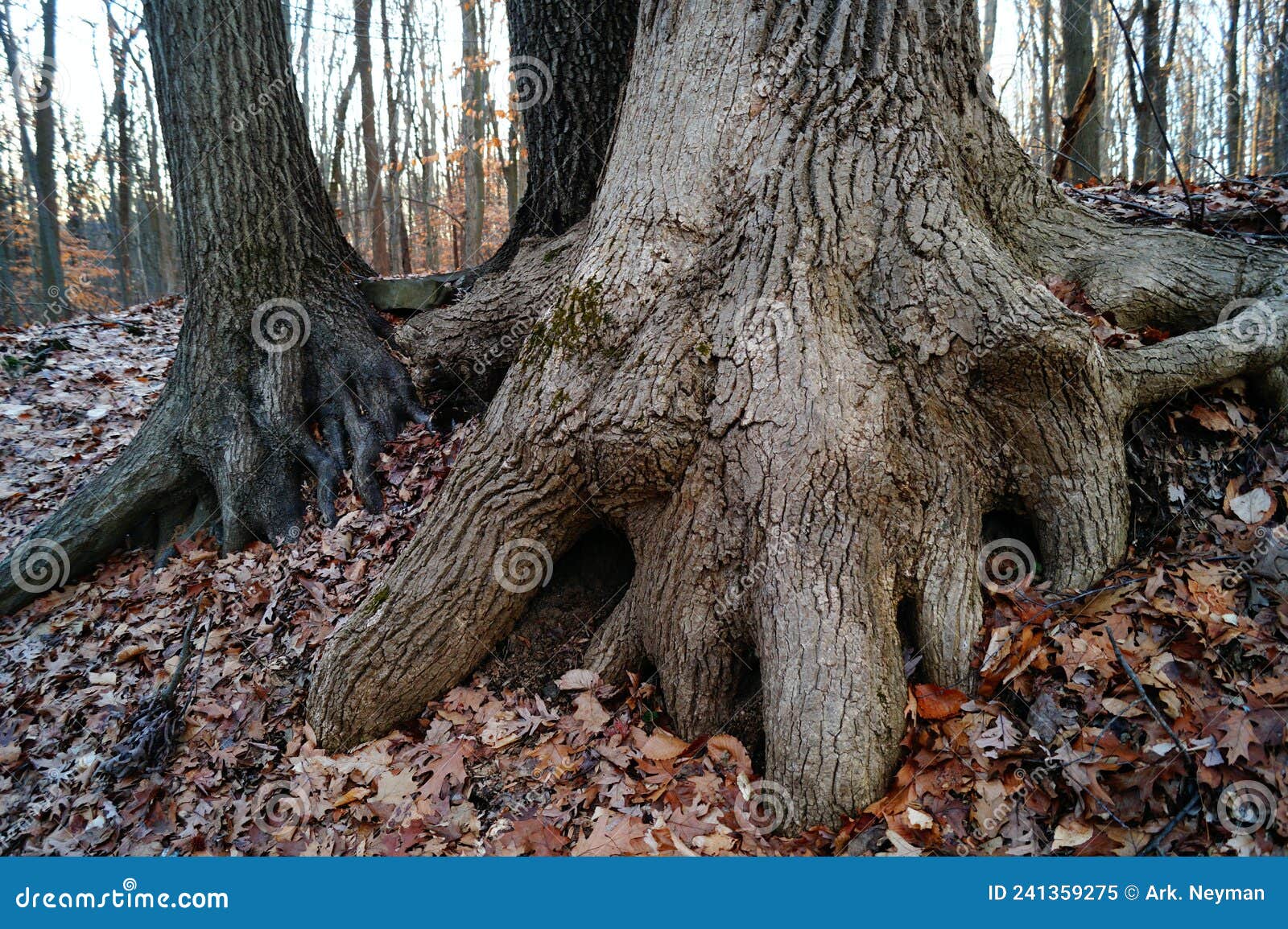 sinewy roots at the base of tree trunks, la tourette park, staten island, ny