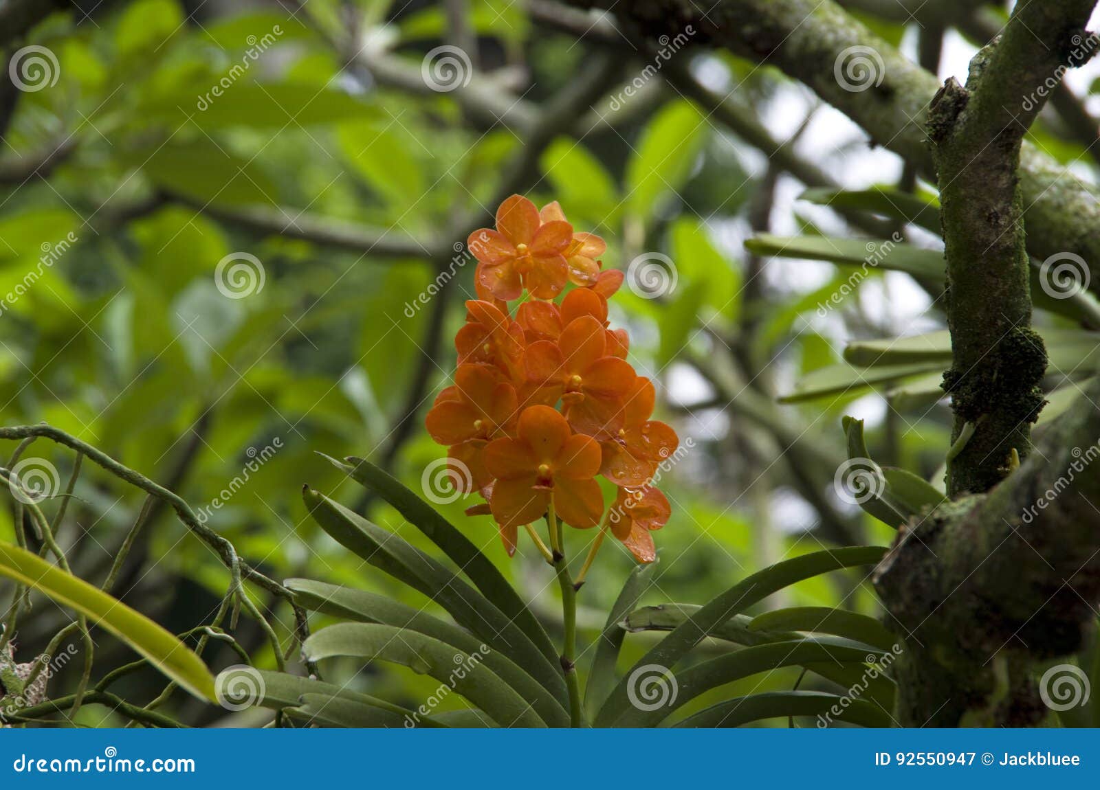 singapore botanic gardens flowers