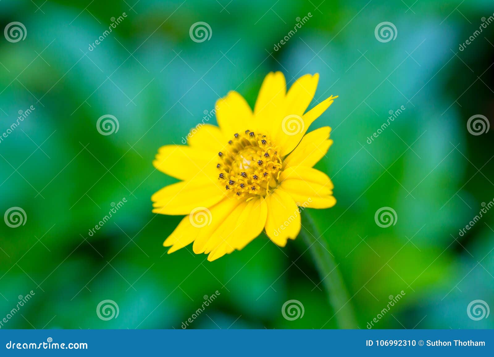 Singapore daisy flower stock photo. Image of colorful 106992310