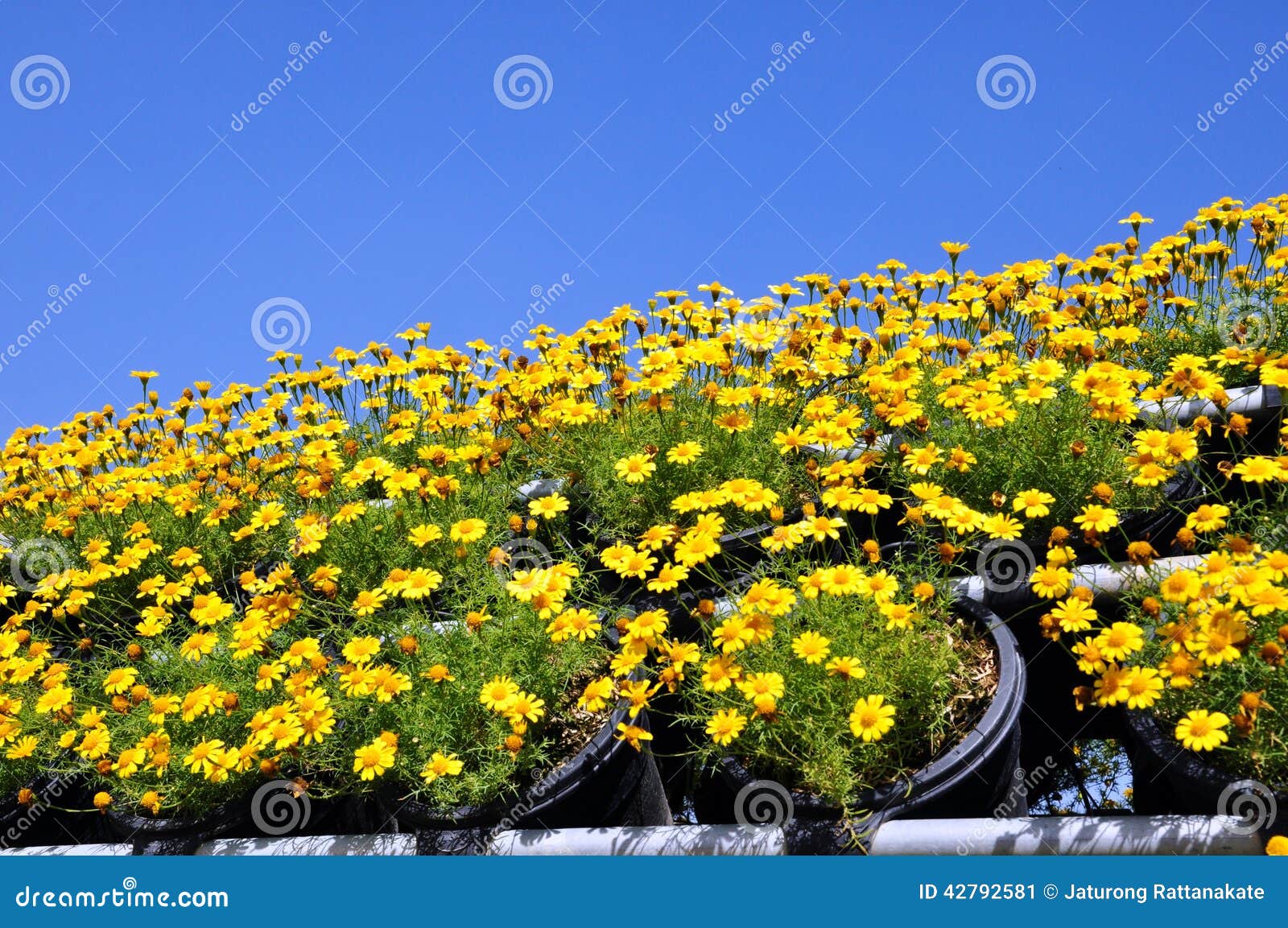 Singapore daisy stock image. Image of flowers, flora 42792581