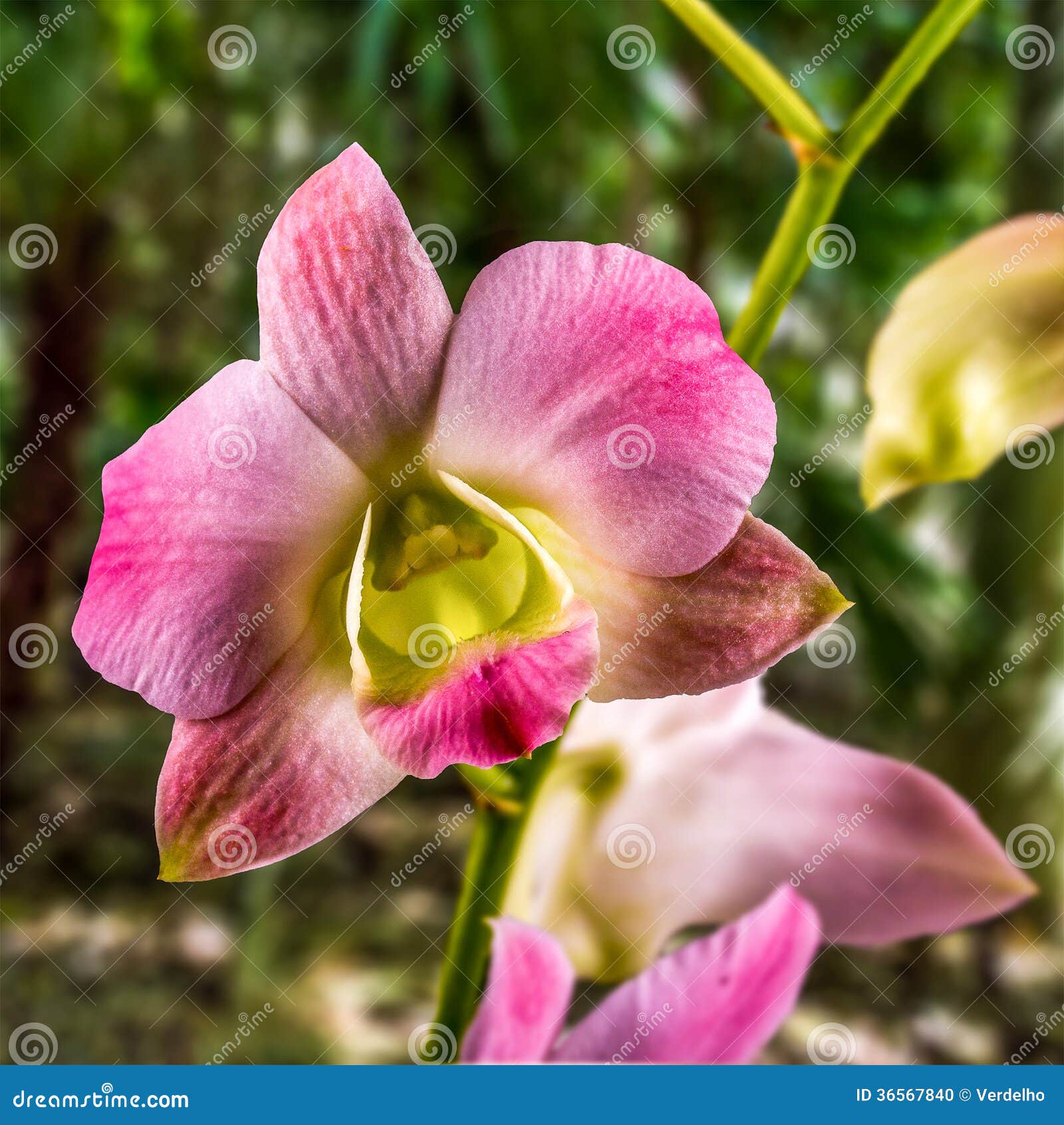 singapore orchid, orchidaceae, phalaenopsis.