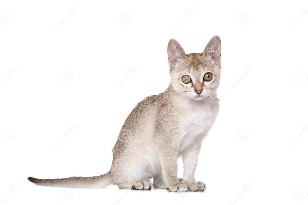 Singapura kitten stock image. Image of looking, attentive 17947511