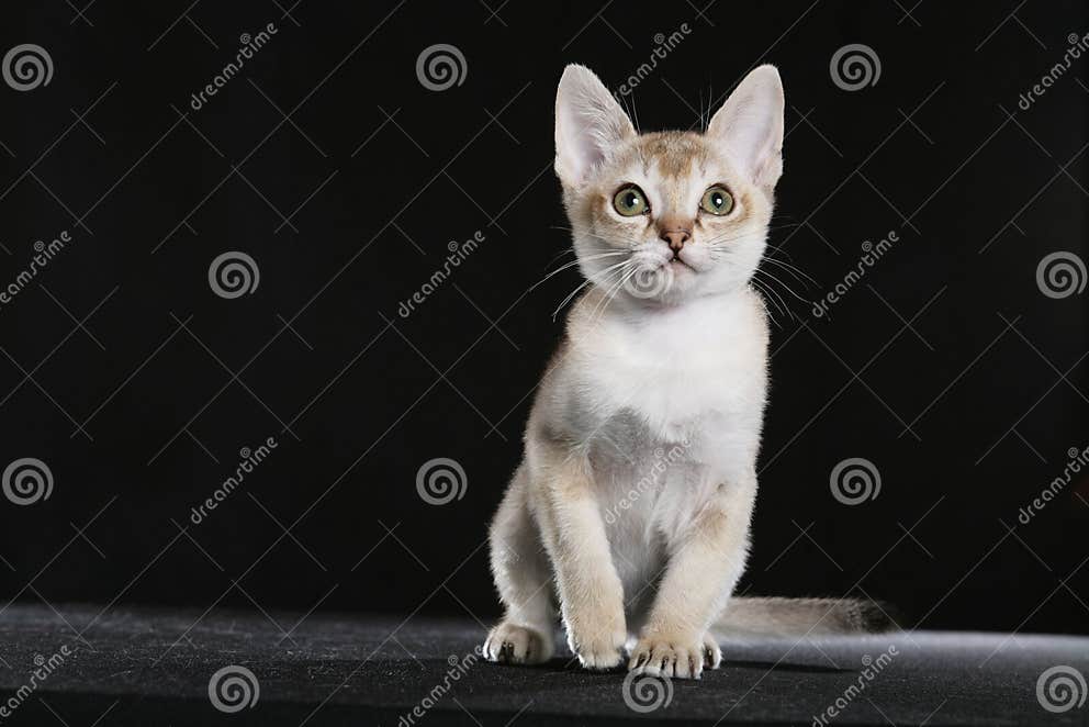 Singapura kitten stock image. Image of ticked, tiny, tail 22122435
