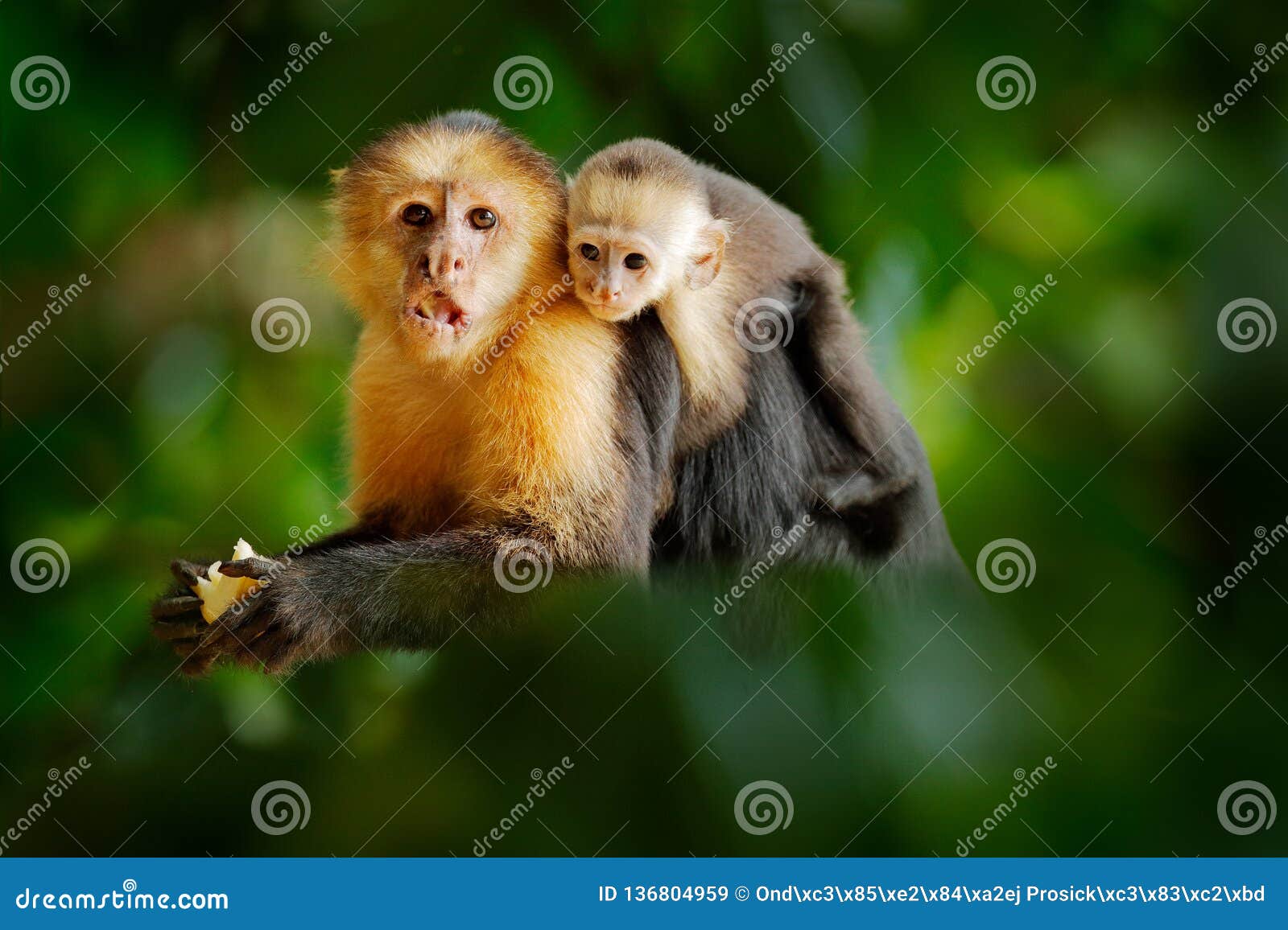 Singe Avec Des Jeunes Singe Noir Cache Dans La Branche D Arbre Dans Le Capucin A Tete Blanche De Foret Tropicale Foncee Fruits D Image Stock Image Du Grand Bouche