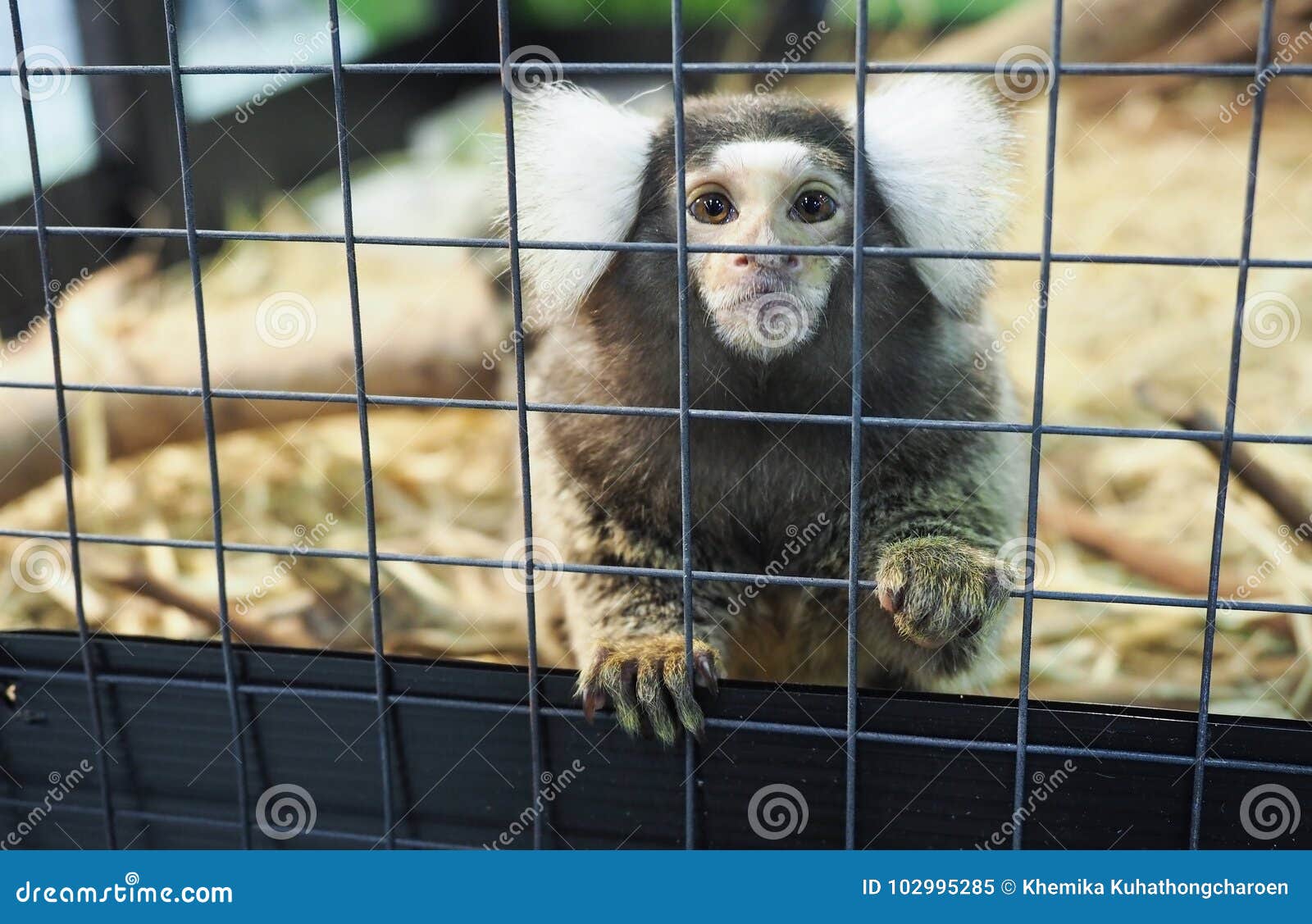 Singe D Ouistiti De Bebe Chez Le Singe Cagebaby D Ouistiti Dans Le Cag Image Stock Image Du Fourrure Animal Singe D Ouistiti De Bebe Chez Le Singe Cagebaby D Ouistiti Dans Le Cag Image Stock Image Du Fourrure Animal