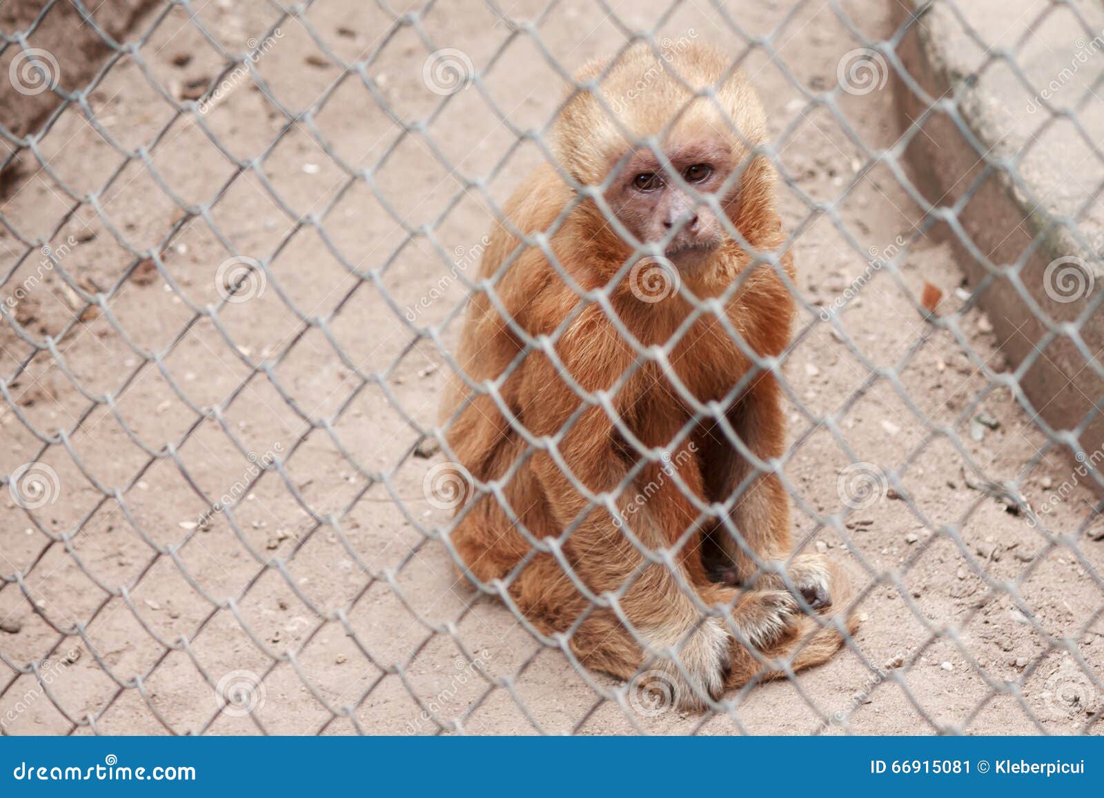 Singe Dans La Cage De Zoo Avec L'expression Triste Image stock Image du brun, mammifère 66915081