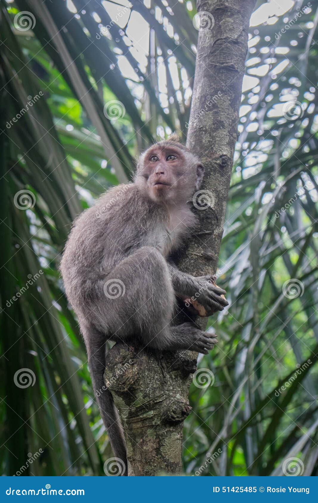 Singe Grimpant Un Arbre Stock Photos - Royalty Free Images