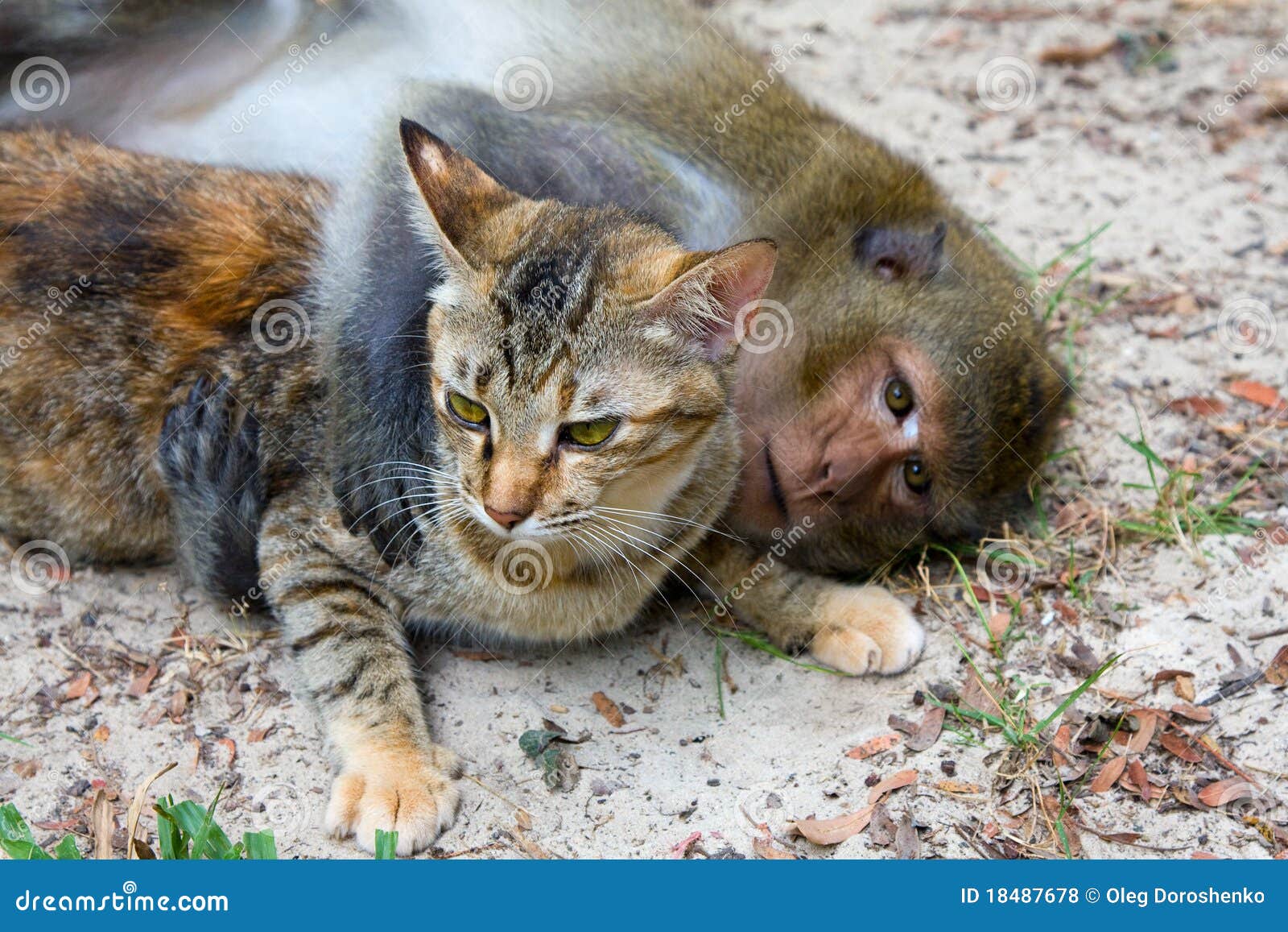 Singe Et Chat Photo Stock Image Du Chat Singe Singe Et Chat Photo Stock Image Du Chat Singe