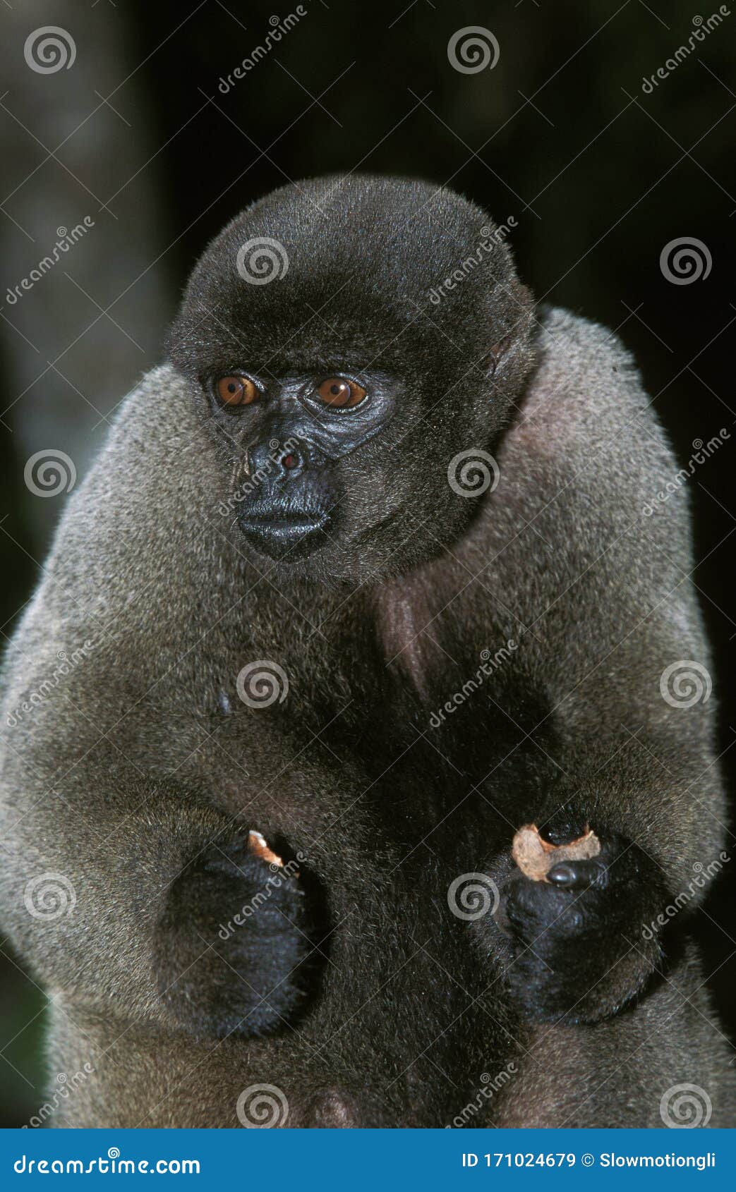 singe laineux de colombie lagothrix lagothricha lugens