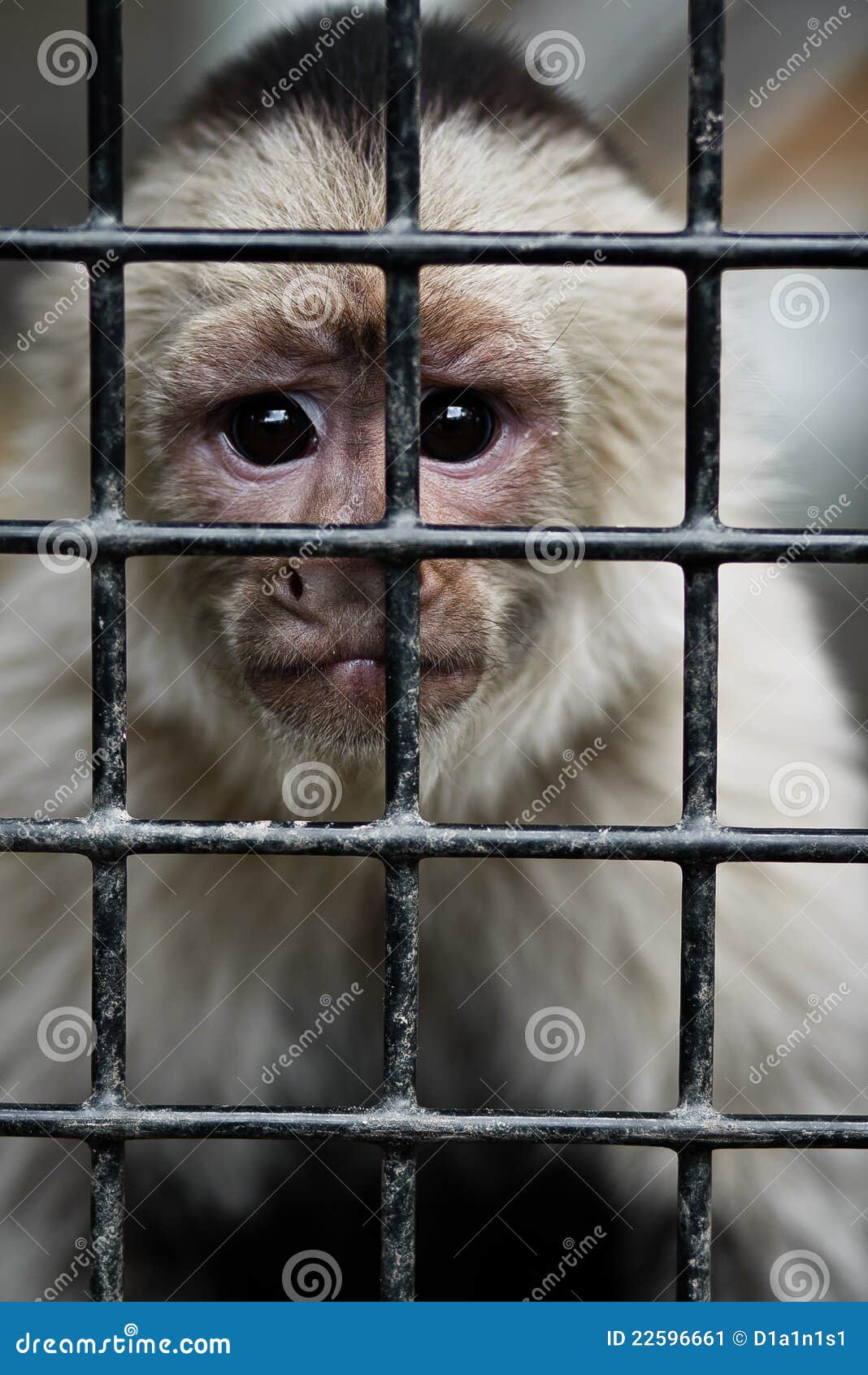 Singe mis en cage image stock. Image du jeune, caged 22596661