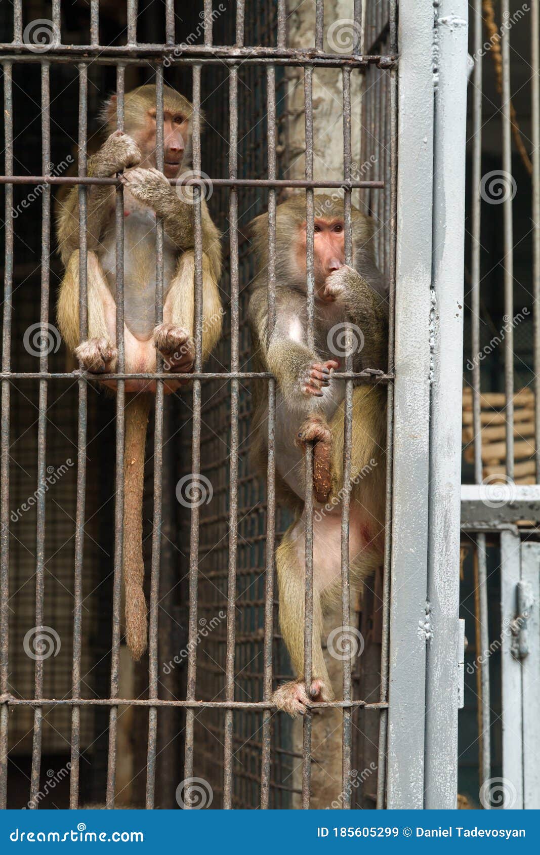 Singes dans une cage en image stock. Image du regarder 185605299