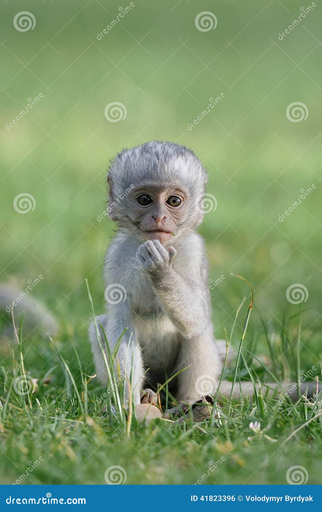 Singes De Vervet De Bebe Photo Stock Image Du Drole