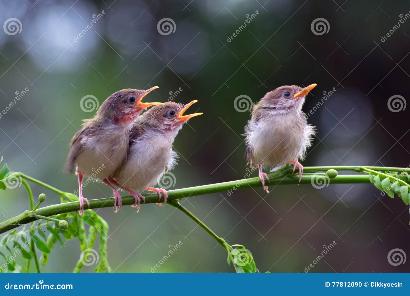 Singing bird stock photo. Image of light, sing, spring 77812090