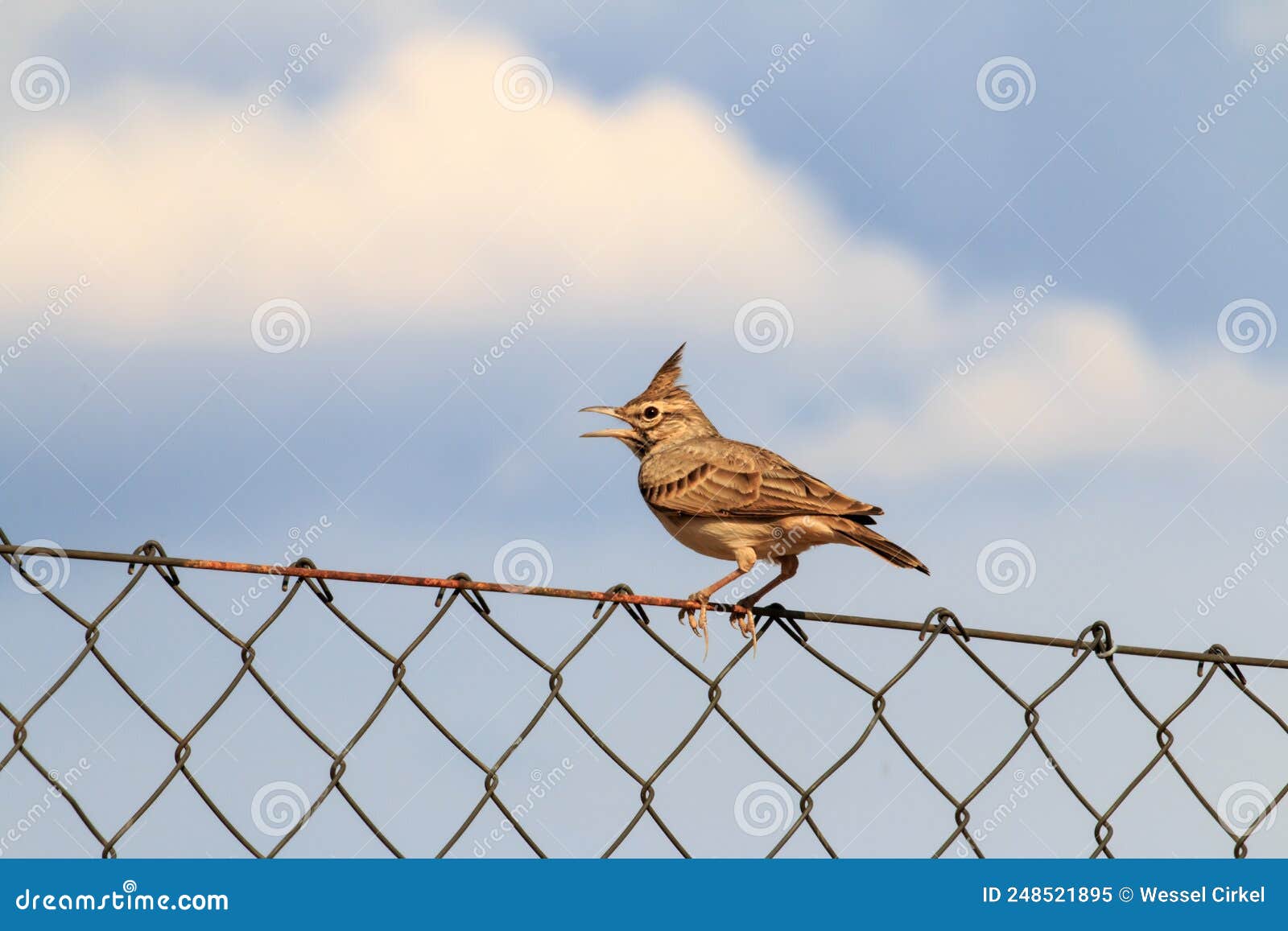singing crested lark in the spanish extremadura