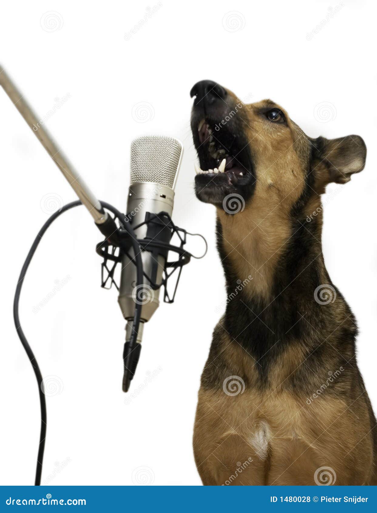 singing dog