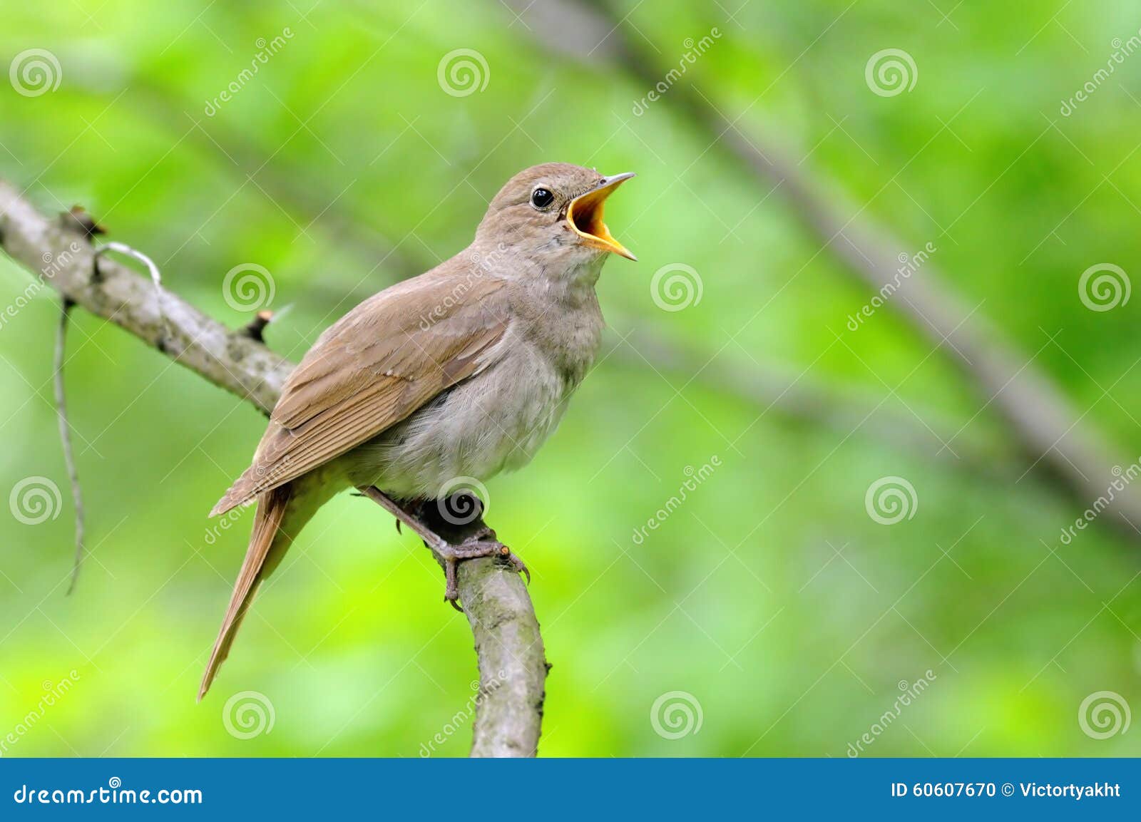 Singing Common Nightingale Stock Photo - Download Image Now