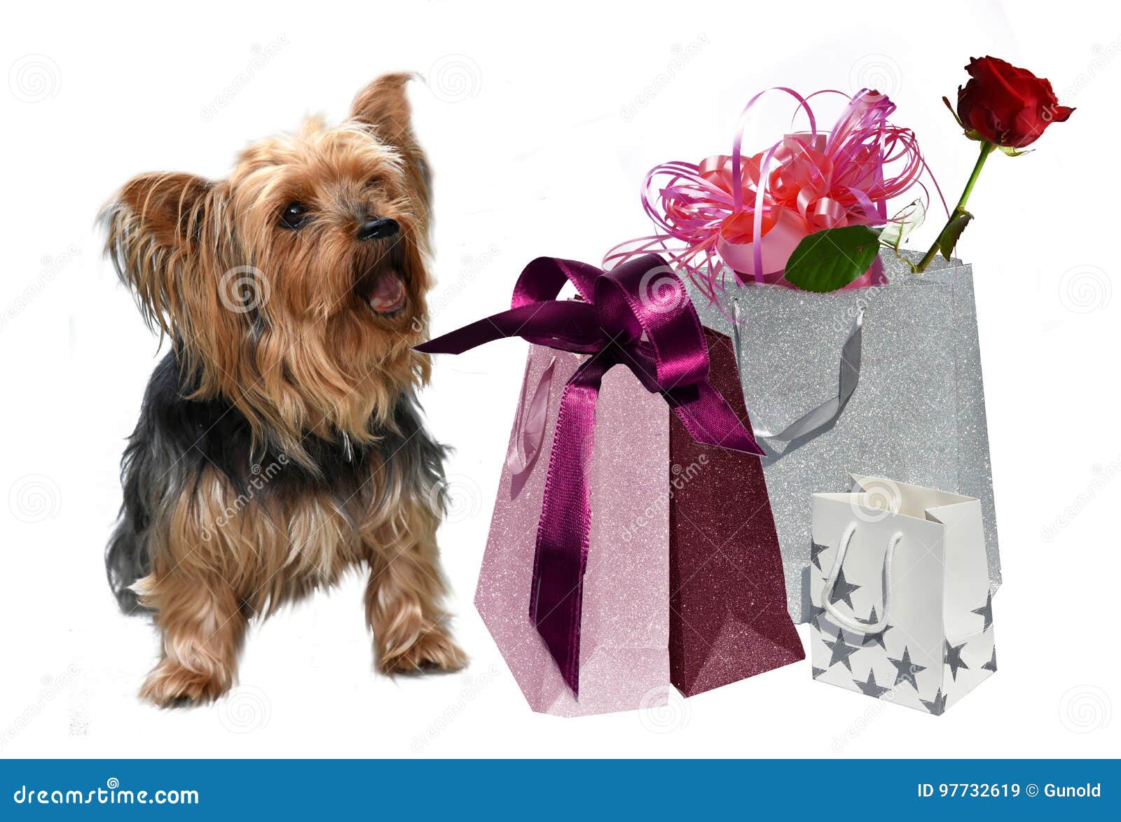 Singing Yorkie Photos Free Royalty Free Stock Photos From Dreamstime Singing Yorkie Photos Free Royalty Free Stock Photos From Dreamstime