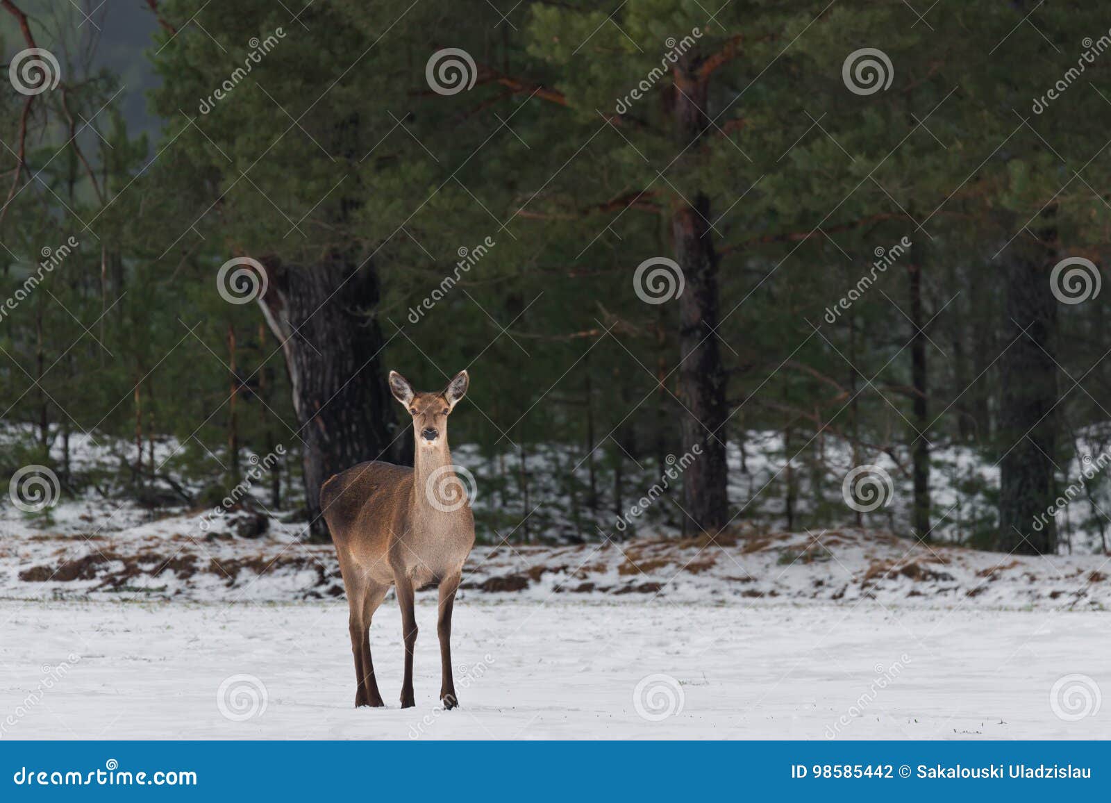single adult female red deer on snowy field at pine forest background. european wildlife landscape with snow and deer cervidae