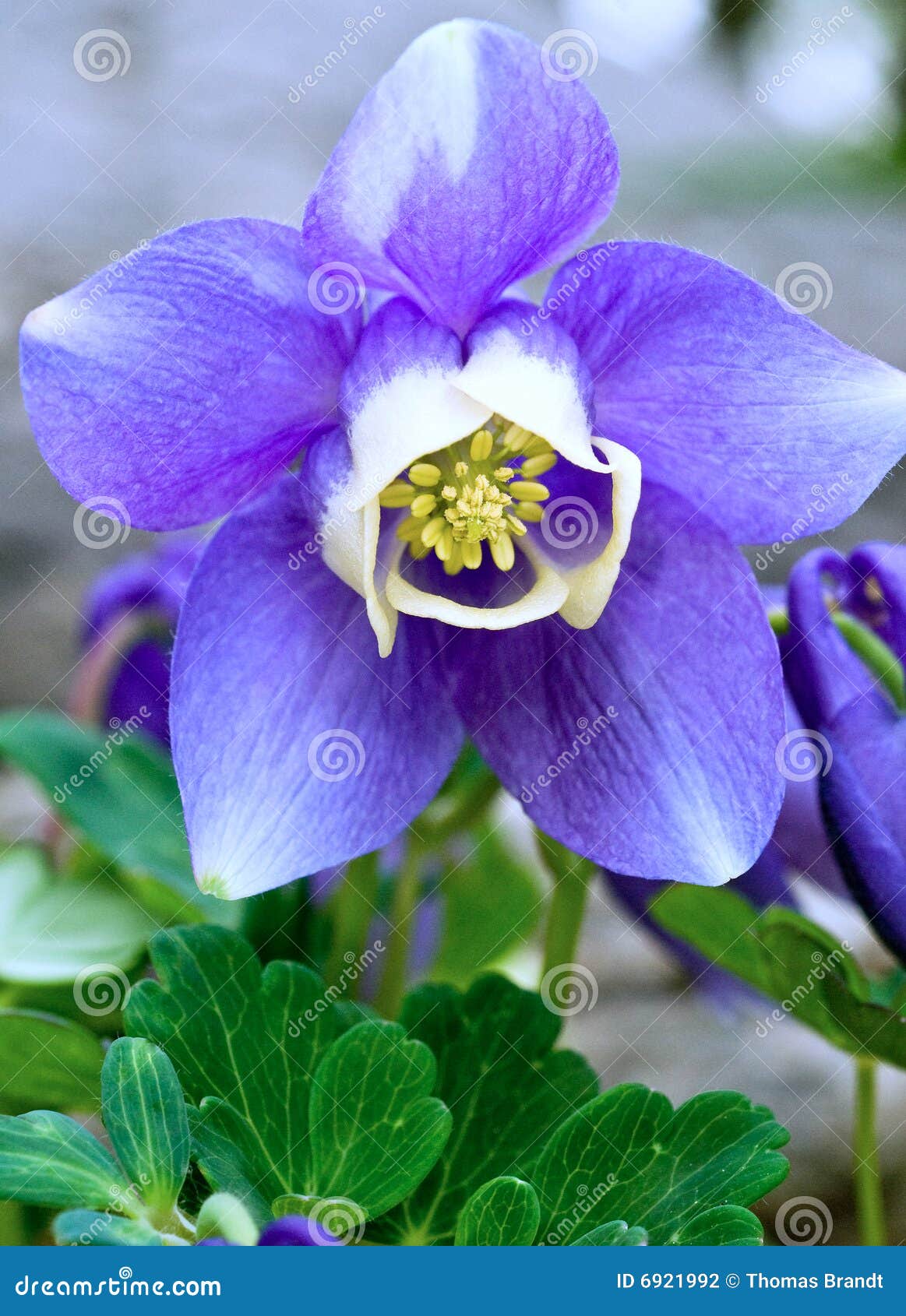 single blue and white dwarf aquilegia flower