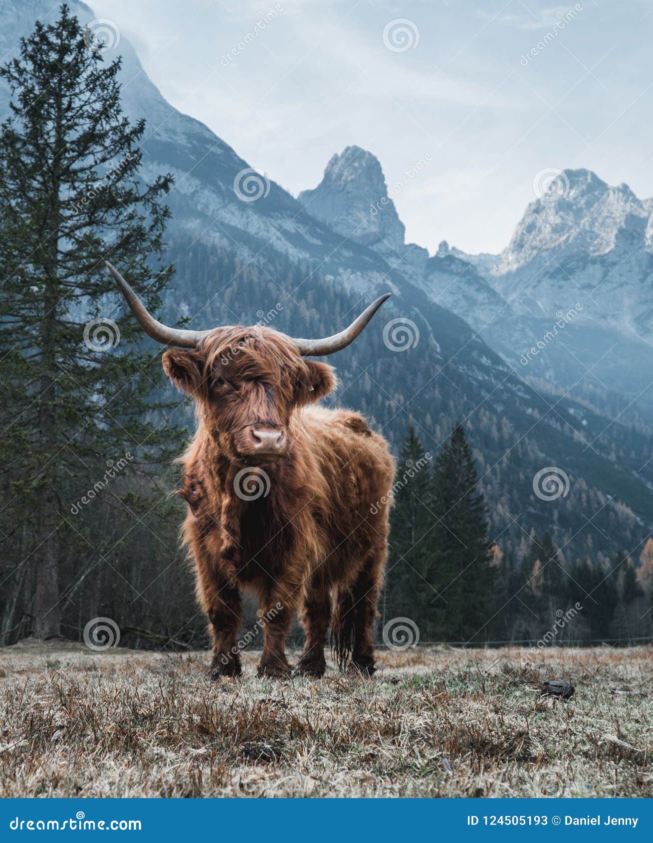 highland cattle in front of huge peaks