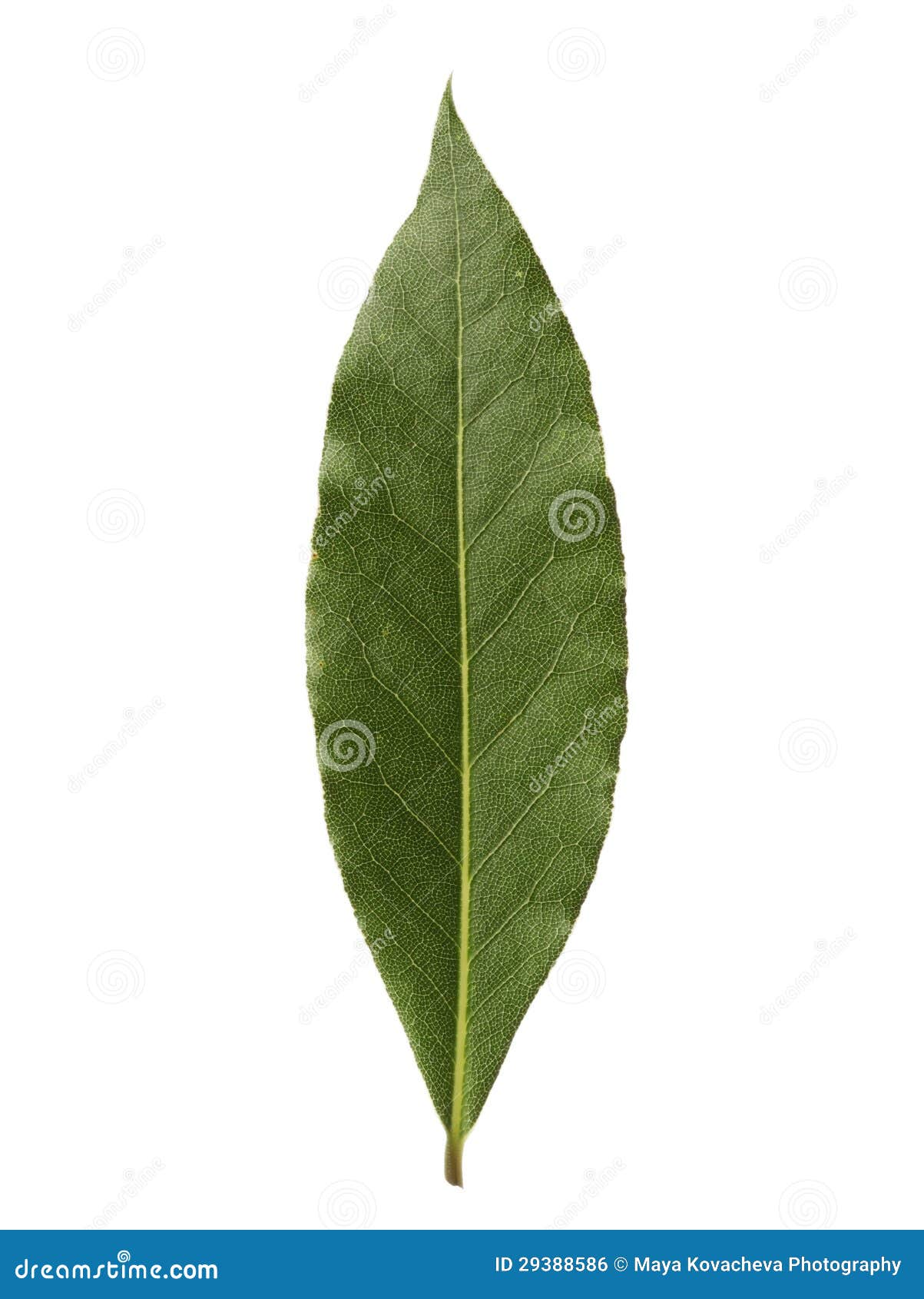 single bay leaf  on white background