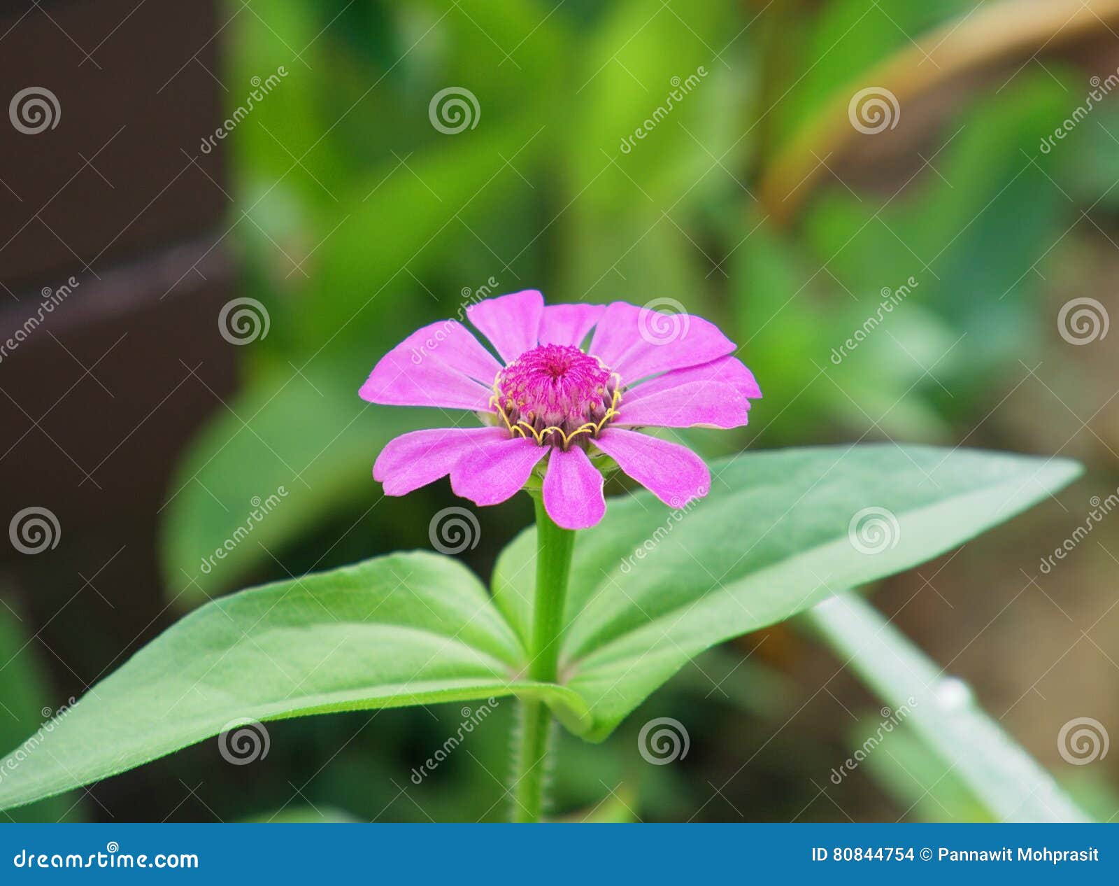 Single beautiful flower. stock photo. Image of spring 80844754