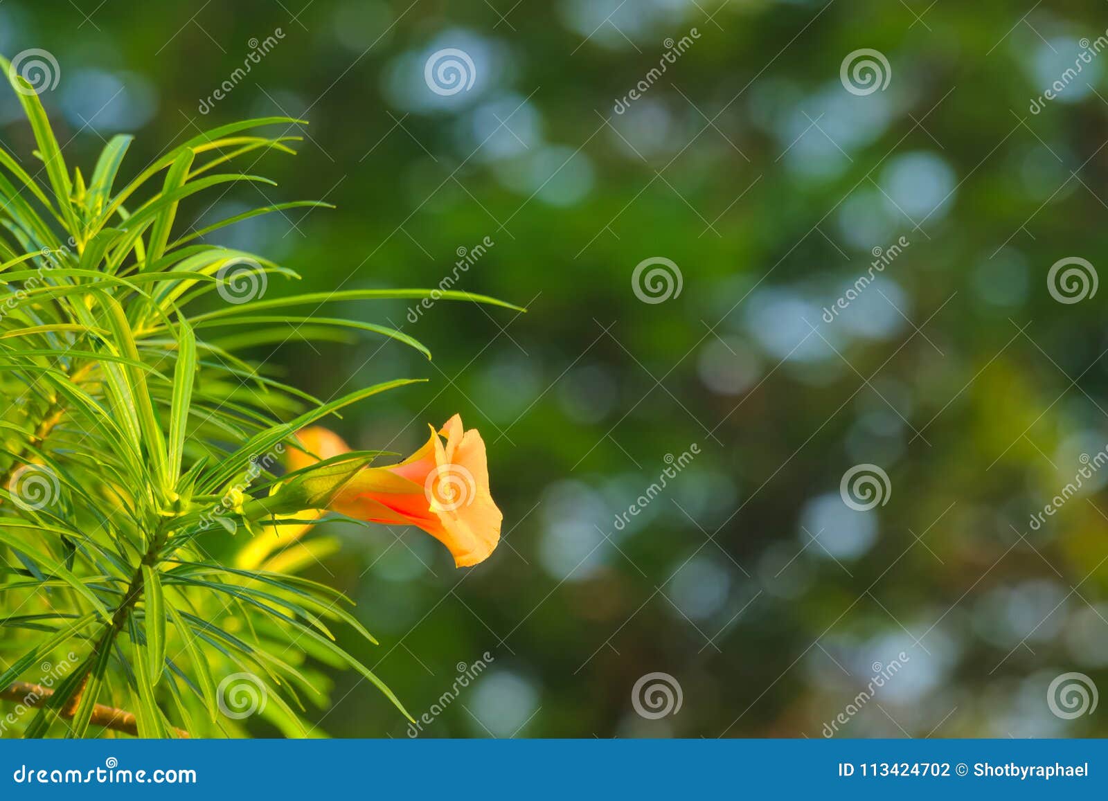 A Single Beautiful Orange Tree Flower In A Lovely Thai Garden