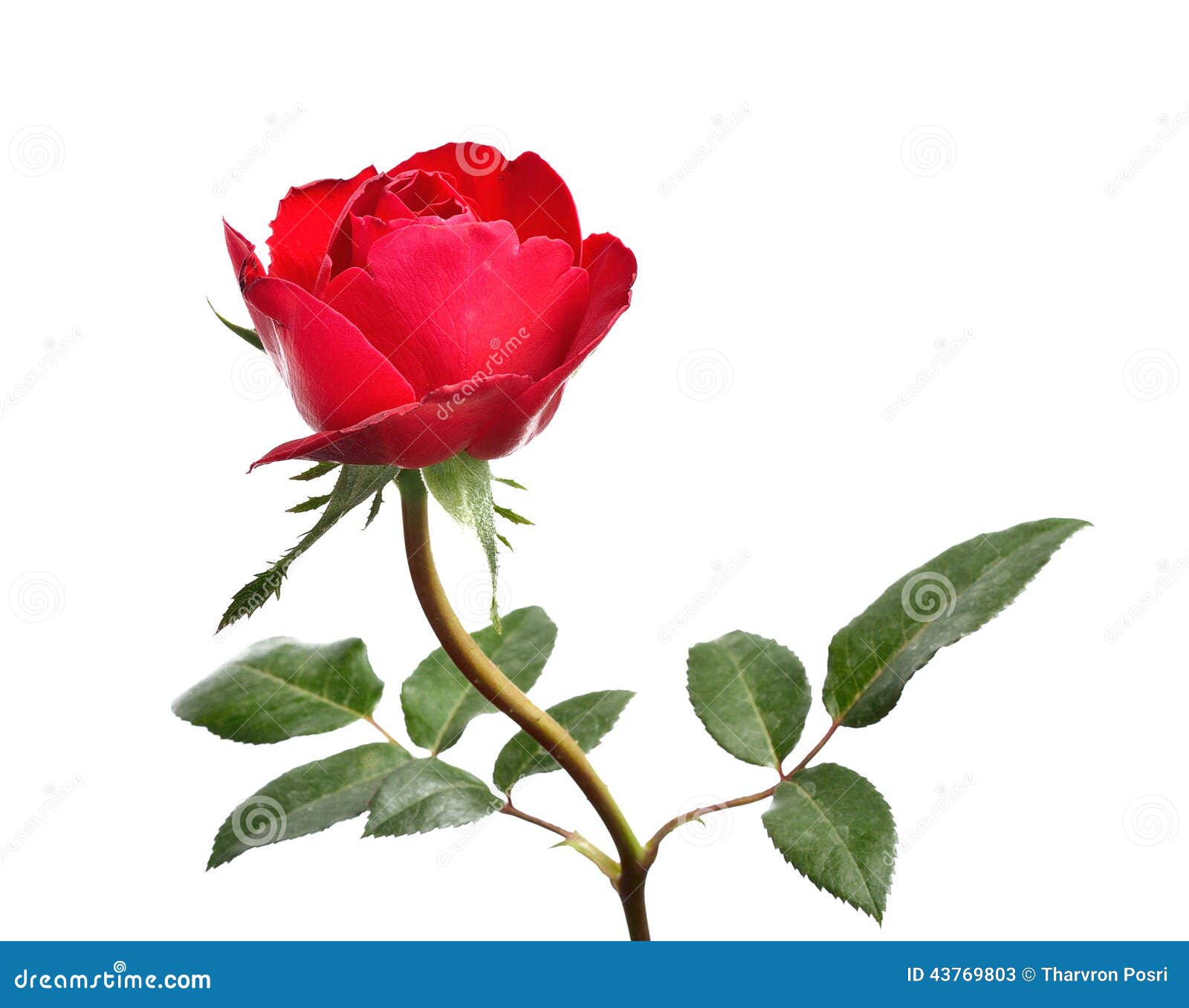 Single Beautiful Red Rose Isolated On White Background Stock Photo ...