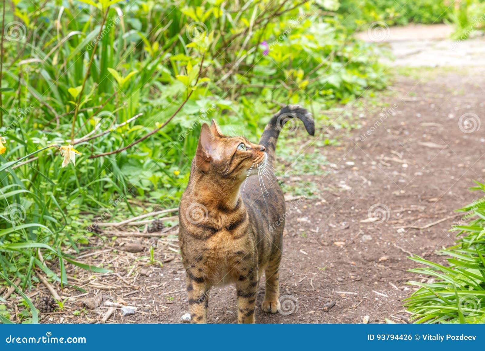 A Single Bengal Cat Hunting Stock Photo Image of brown, purebred