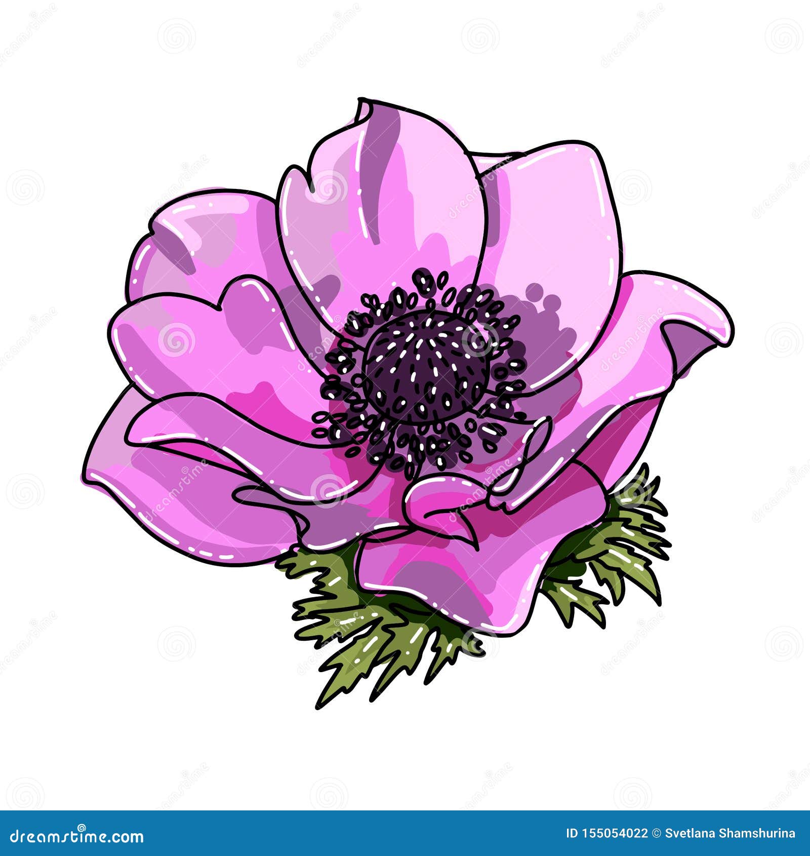 Single big hand drawn colored anemone. Pink flower with black line path, close-up, on a white background. Botanical vector illustration field flower. Beautiful blossom of Poppy Anemone Coronaria