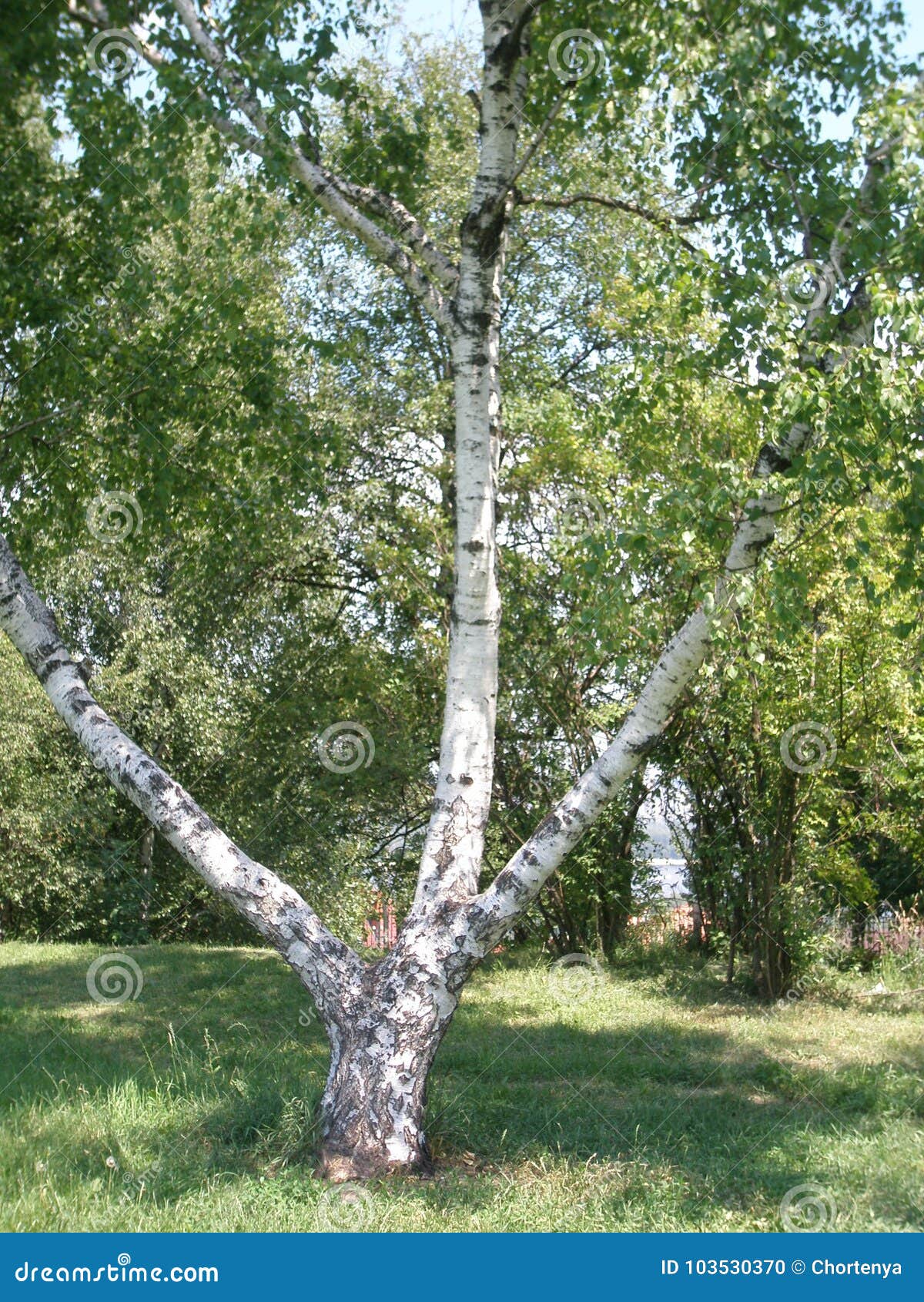 Single Birch Tree. Birch Tree Trunk. Stock Photo Image of branch