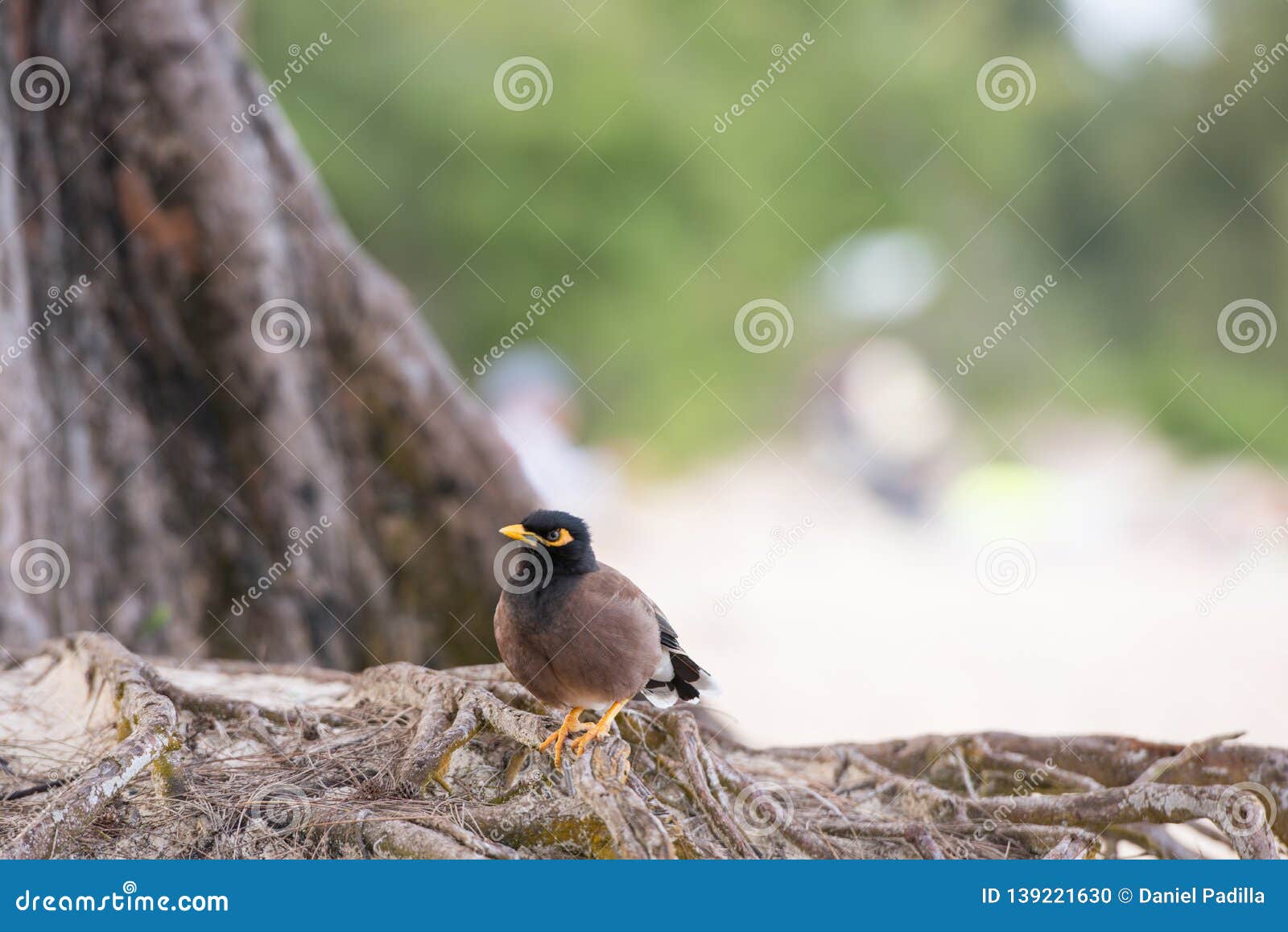 A Bird Alone Looking at the Viewer Stock Photo Image of viewer