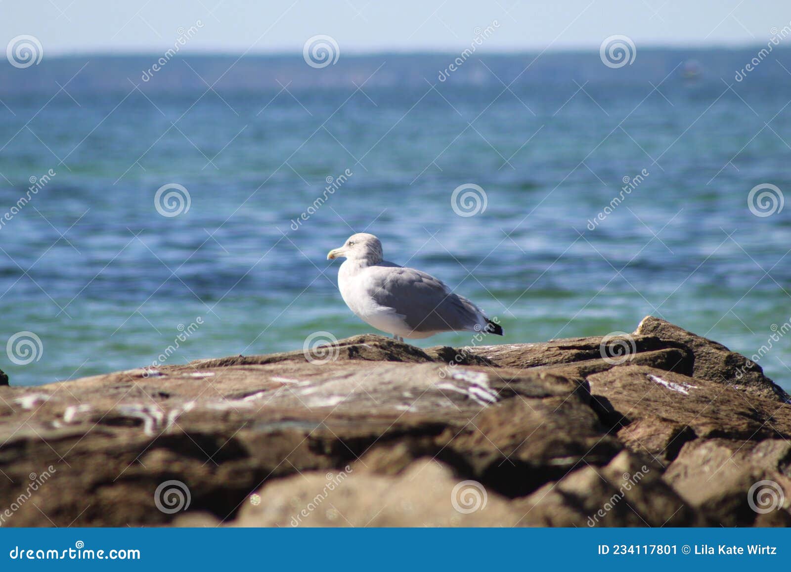 southgate birder, falmouth beach,