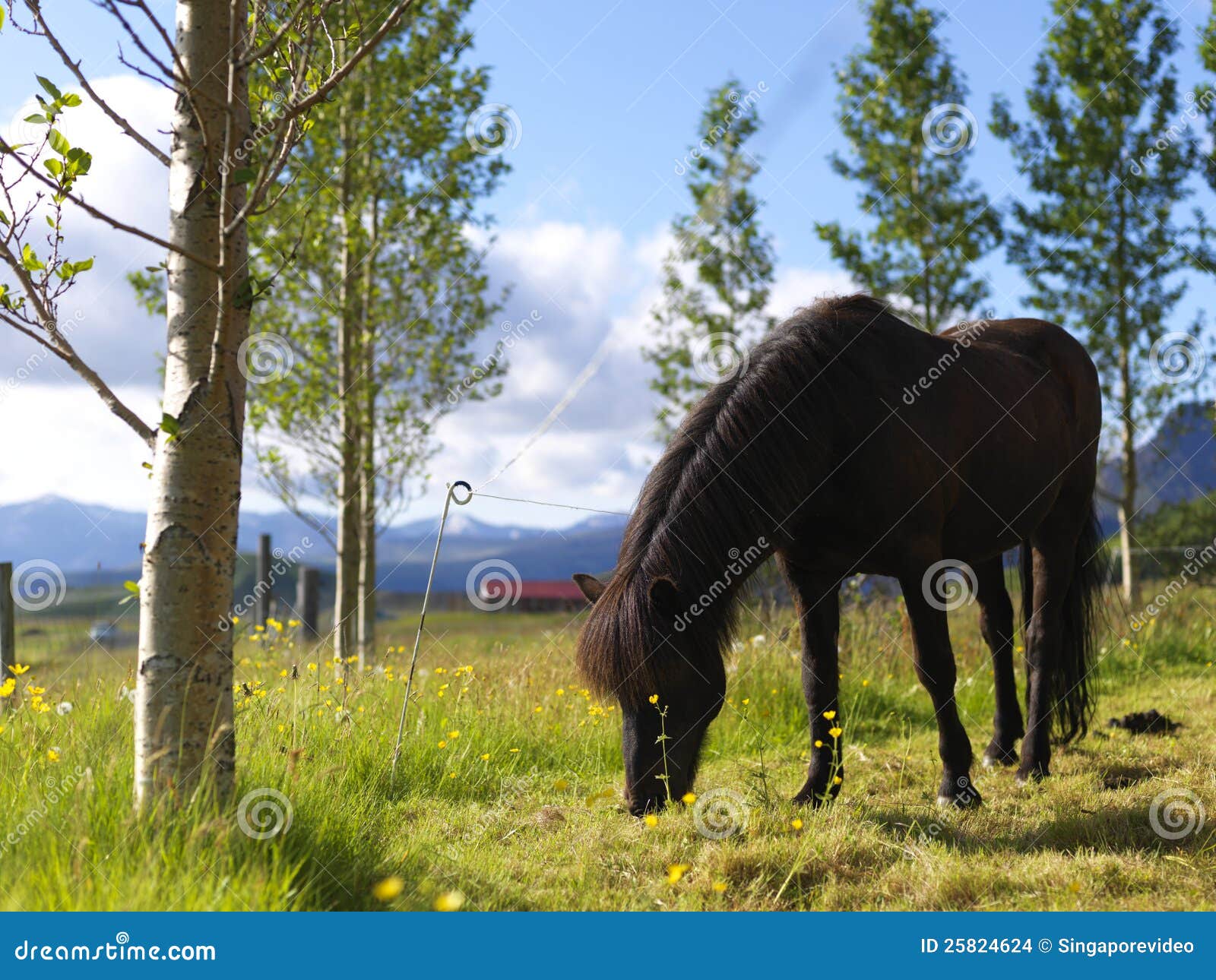 Single Black Horse on a Farm Stock Photo Image of fauna, afternoon
