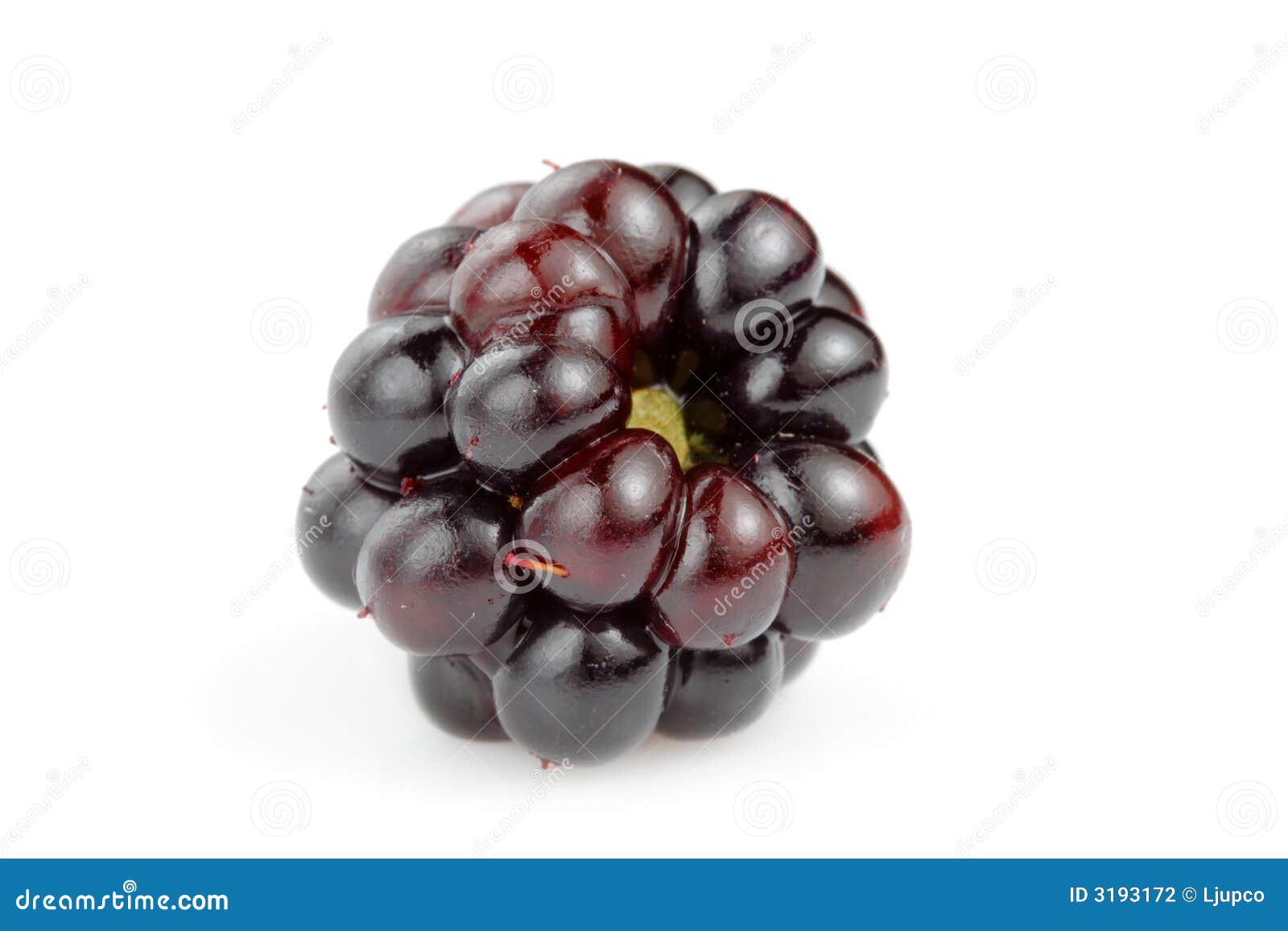 Single blackberry stock photo. Image of nature, fresh - 3193172