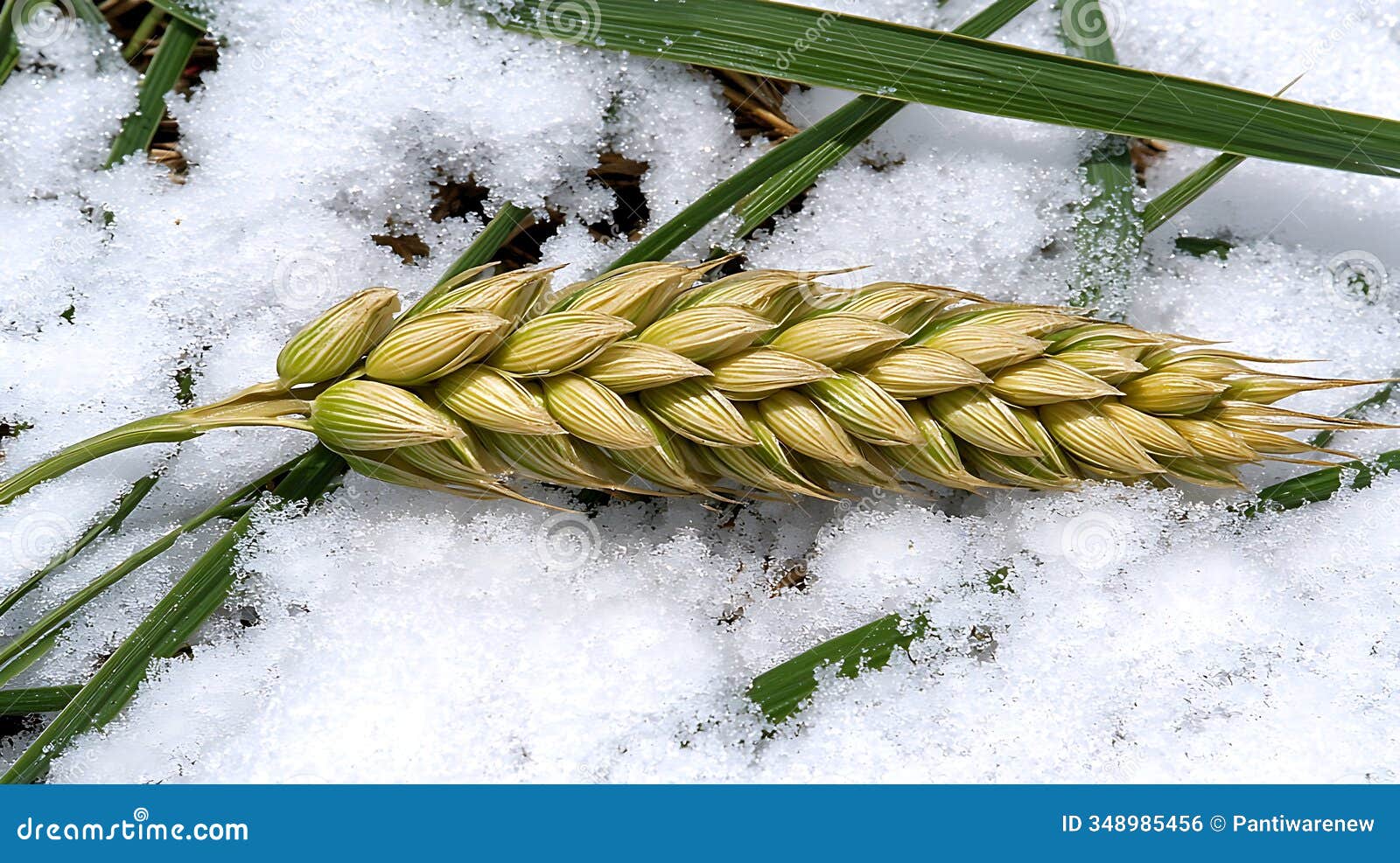 single blade of grass in minimalist nature scene