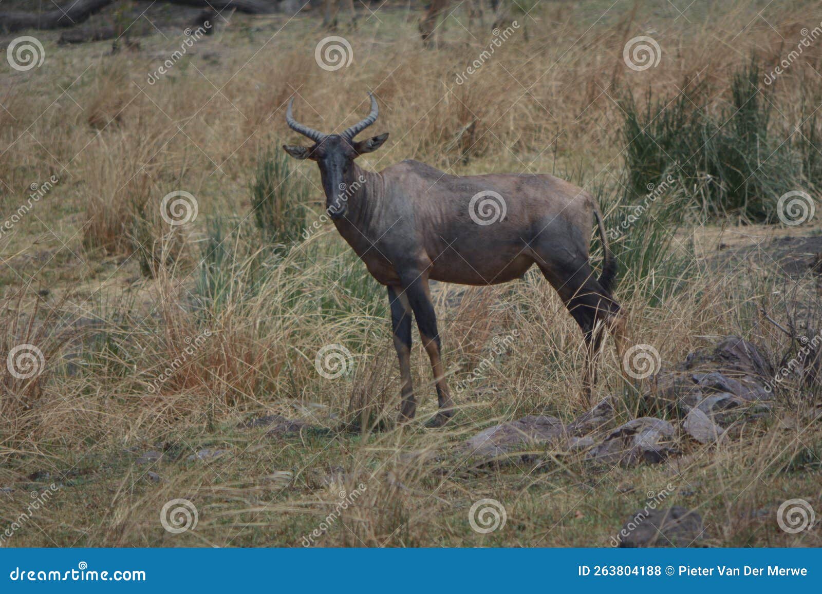 a single blauw wildebeest buck in the kruger, national, park.