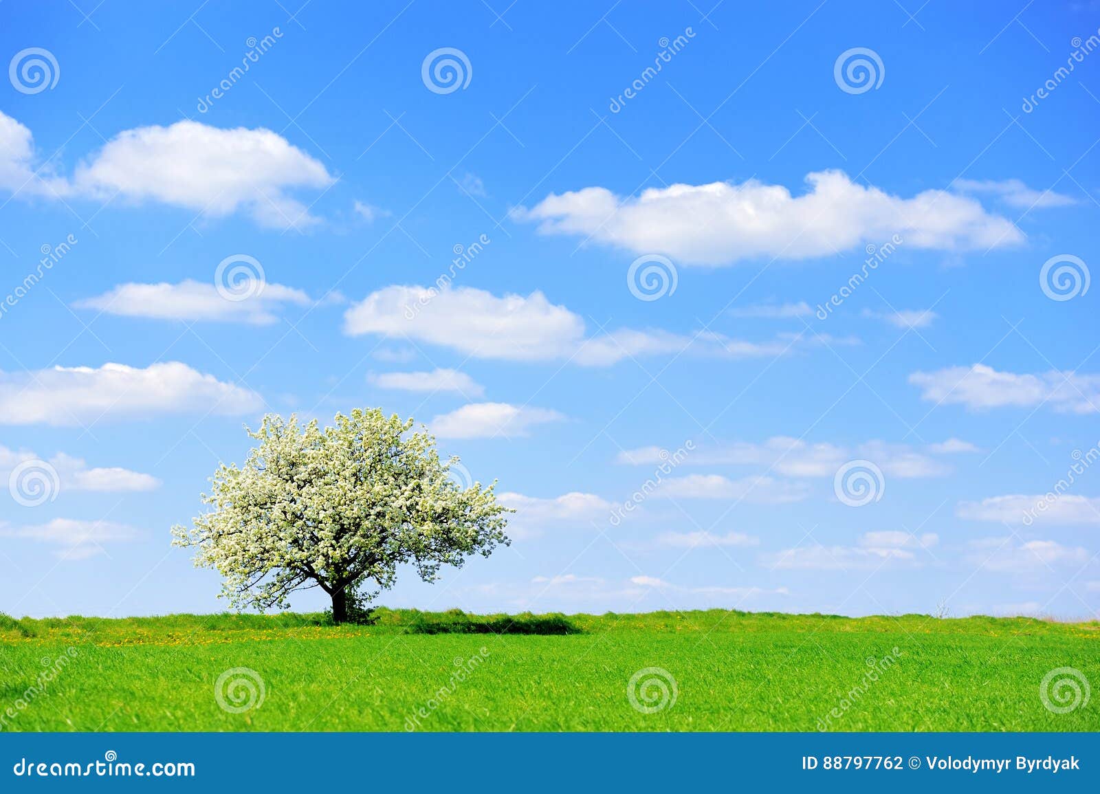 Single Blossoming Tree in Spring Stock Photo - Image of blooming