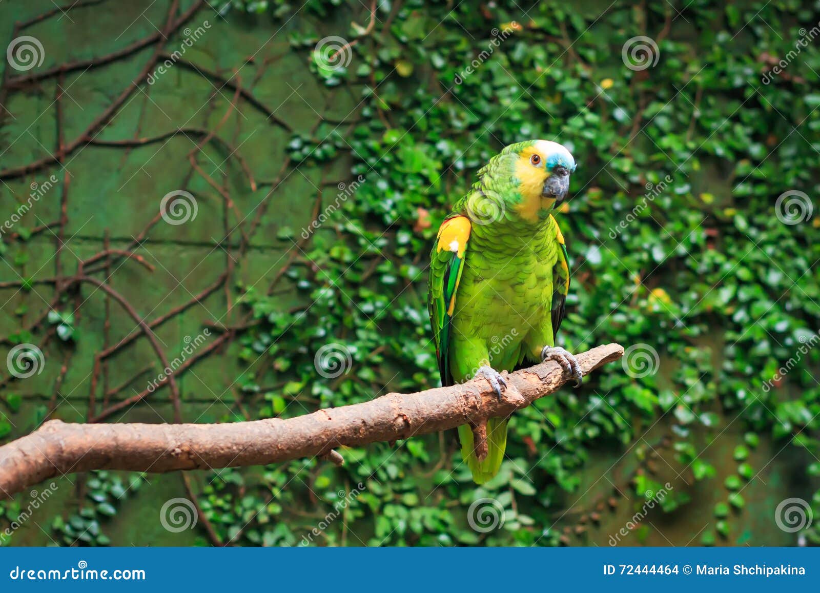 Single BlueFronted Amazon Parrot (Amazona Aestiva) Stock Photo Image