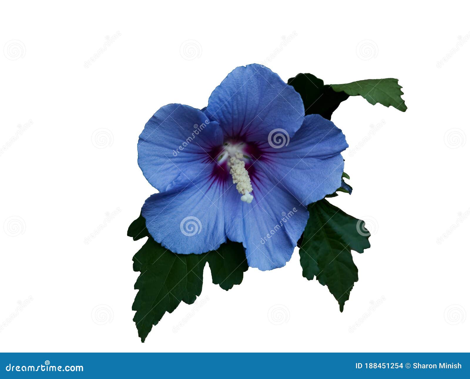 Single Blue Satin Rose Mallow Bloom Isolated Stock Photo Image Of Bush Morning Single Blue Satin Rose Mallow Bloom Isolated Stock Photo Image Of Bush Morning