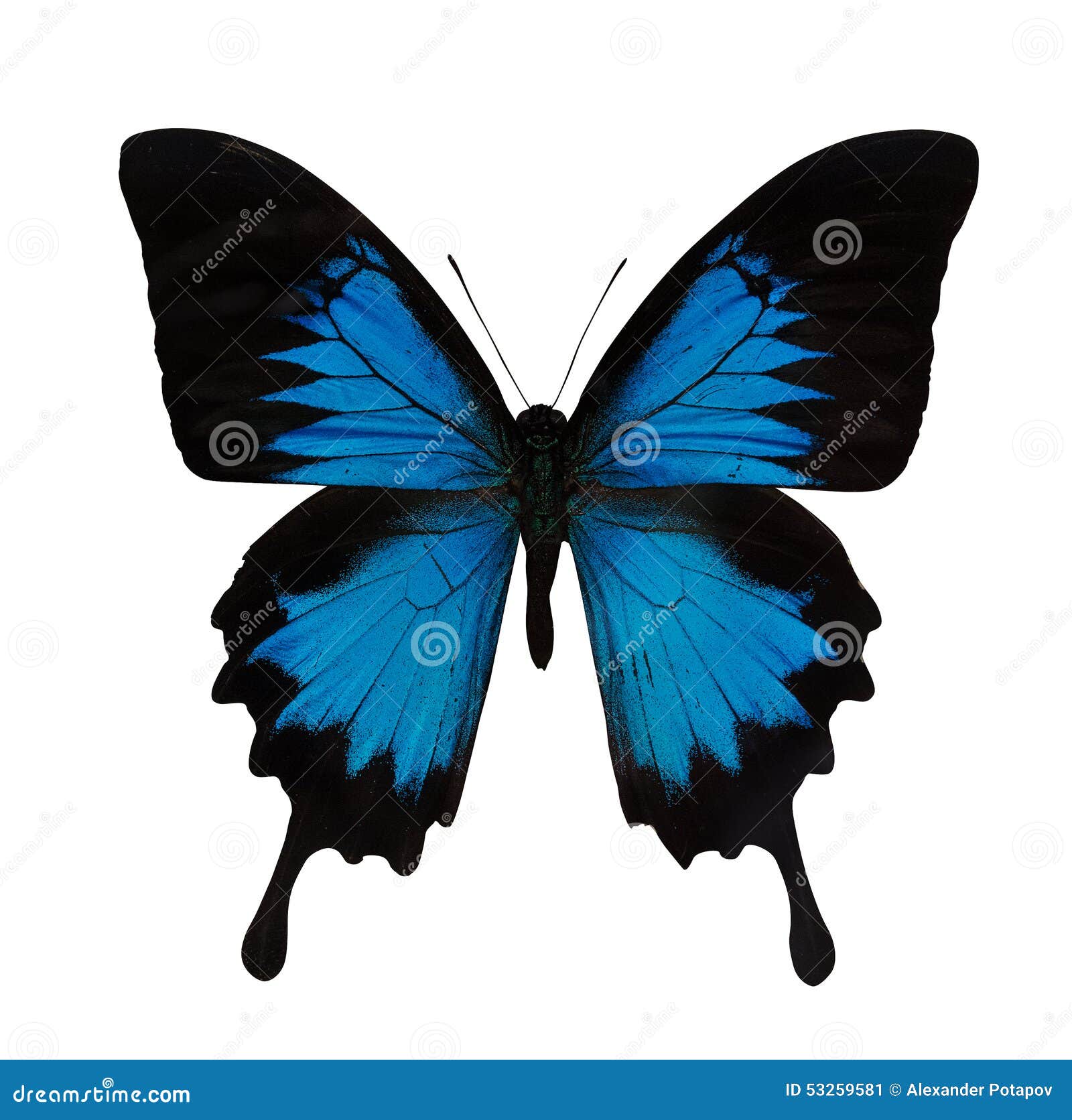 Single Bright Blue Butterfly Stock Image Image of single, insect