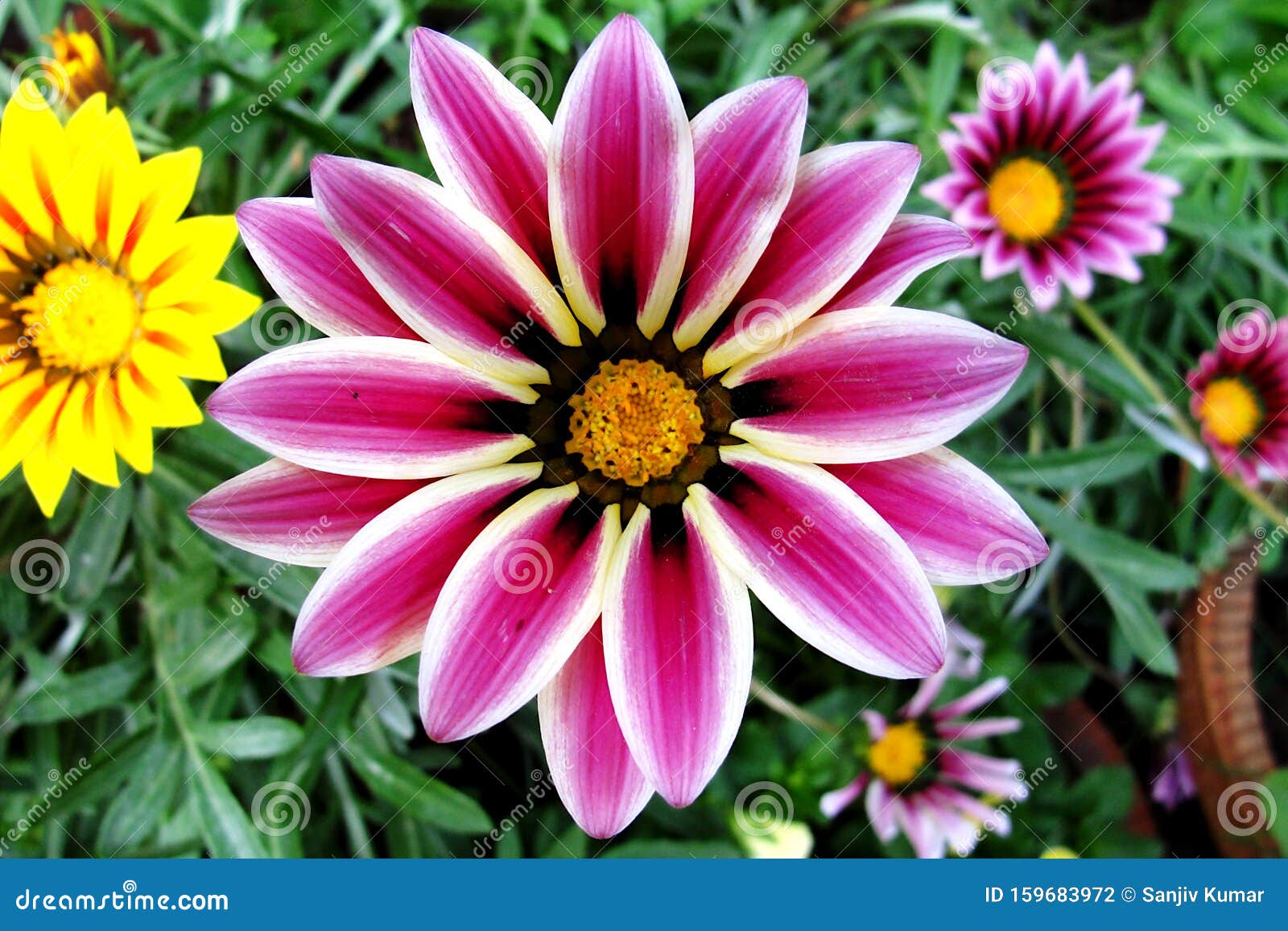 Colorful Flower Images : Colorful Flower Desktop Wallpapers Top Free ...