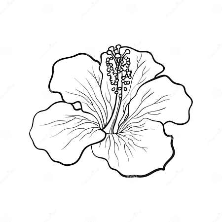 Single Bright Red Hibiscus Tropical Flower, Sketch Vector Illustration ...