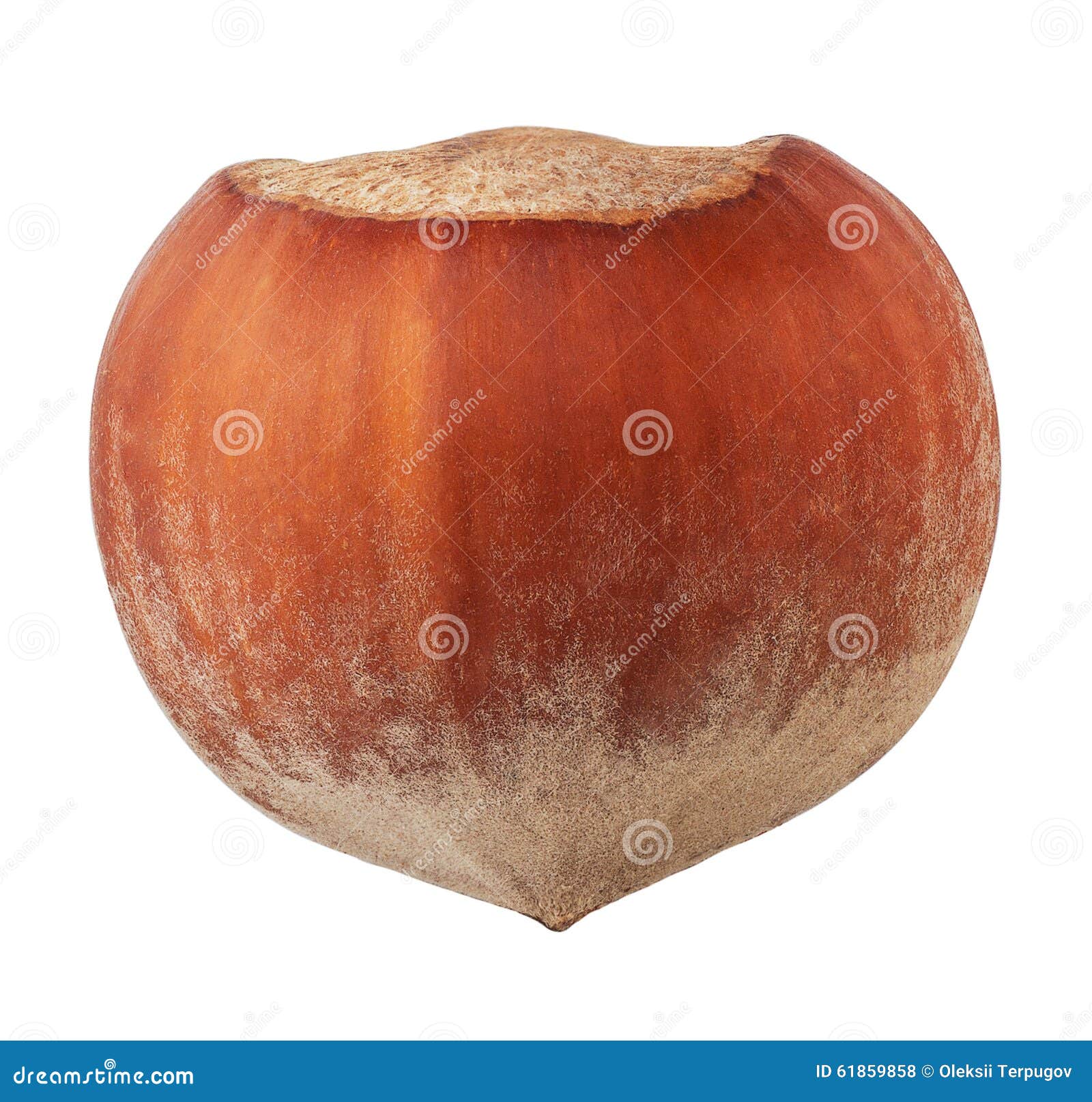 Single Brown Dried Hazelnut in Closeup Stock Photo Image of round