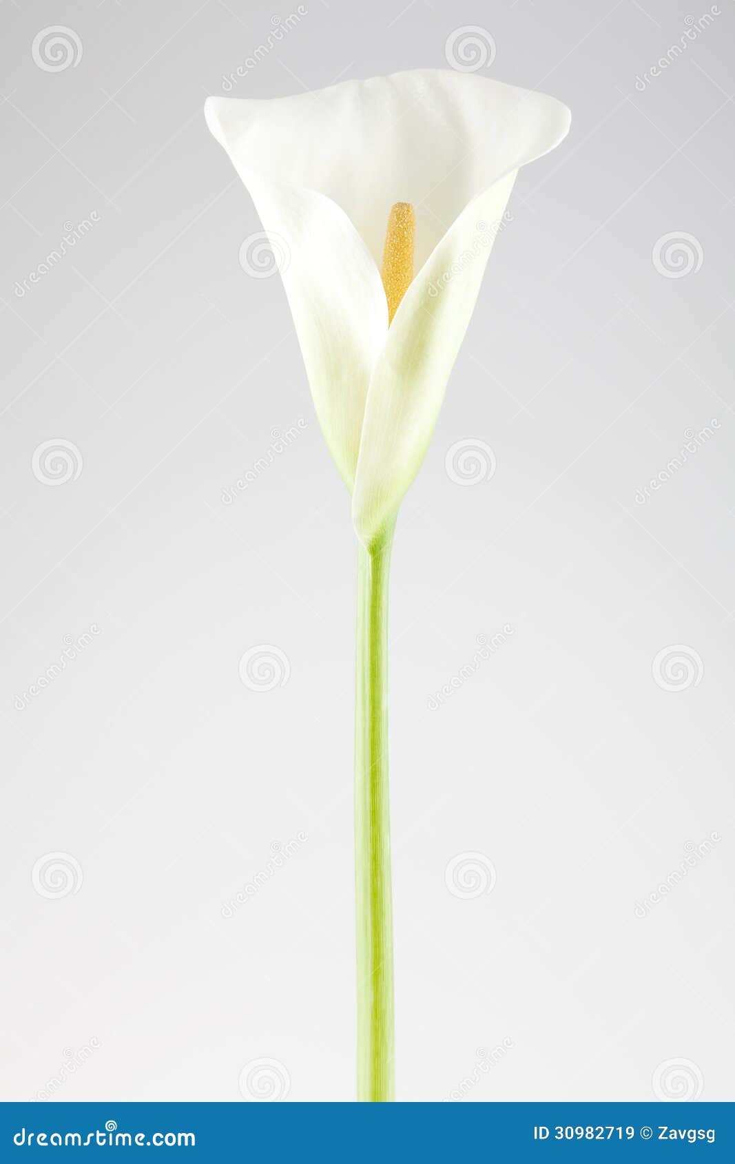Single calla lily stock image. Image of single, yellow 30982719