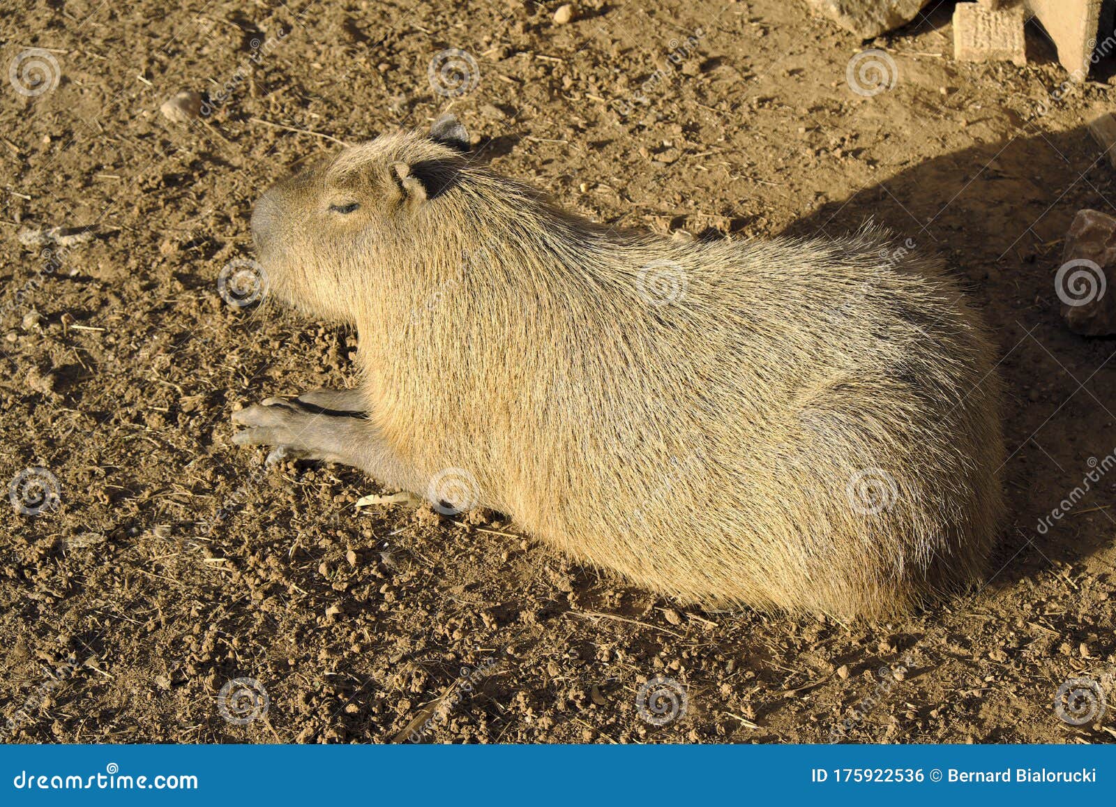 single capybara, known also as chiguire or carpincho, hydrochoerus hydrochaeris, in a zoological garden