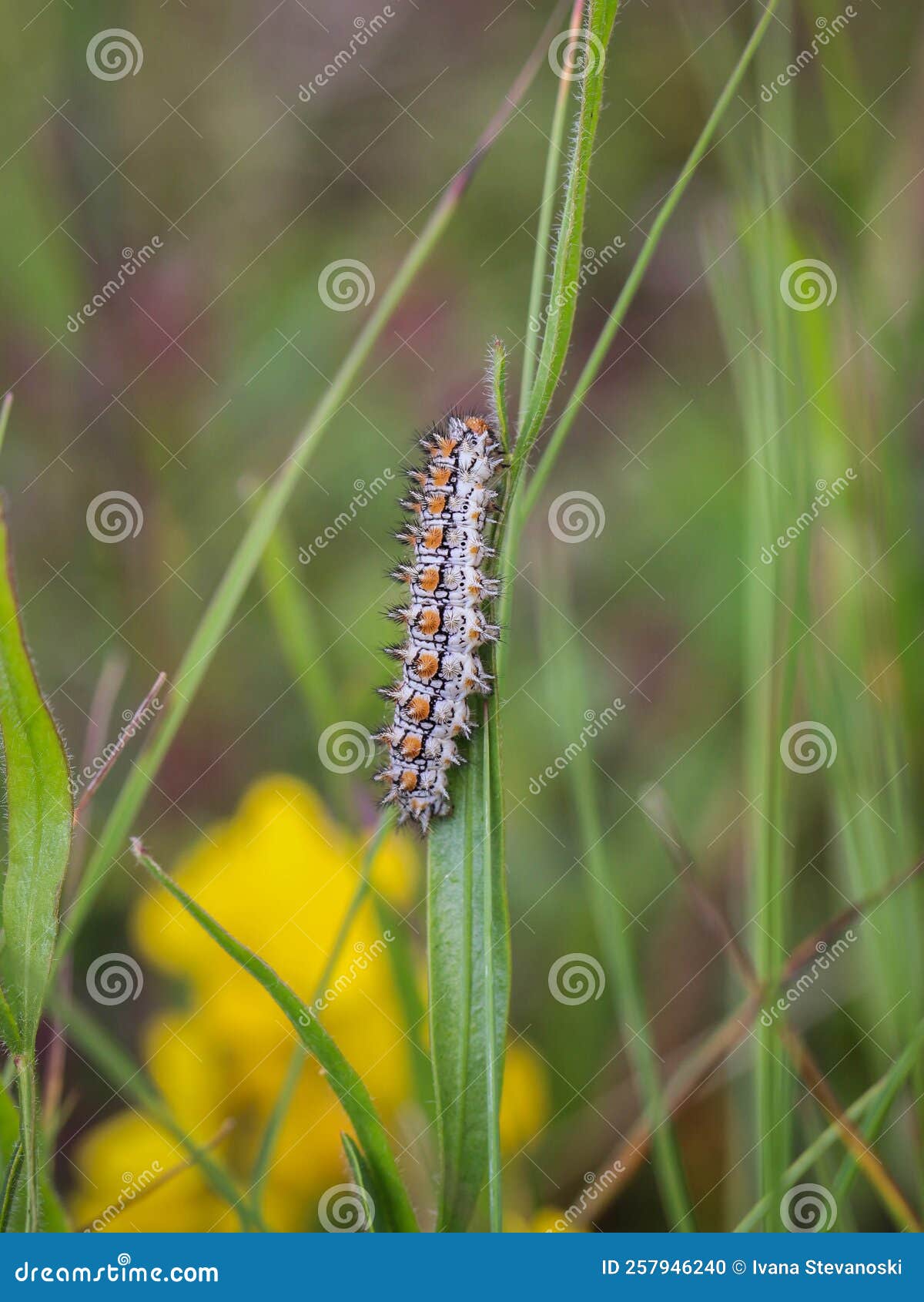 single caterpillar of the spotted fritillary butterfly latin name: melitaea didyma