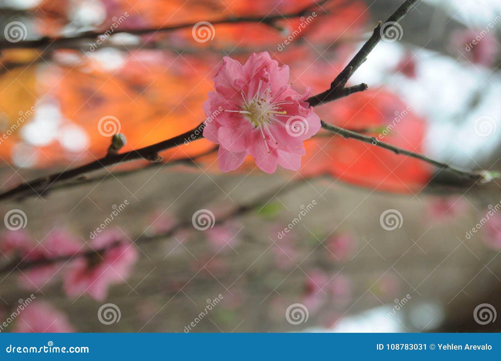 Single cherry blossom stock image. Image of blossom 108783031