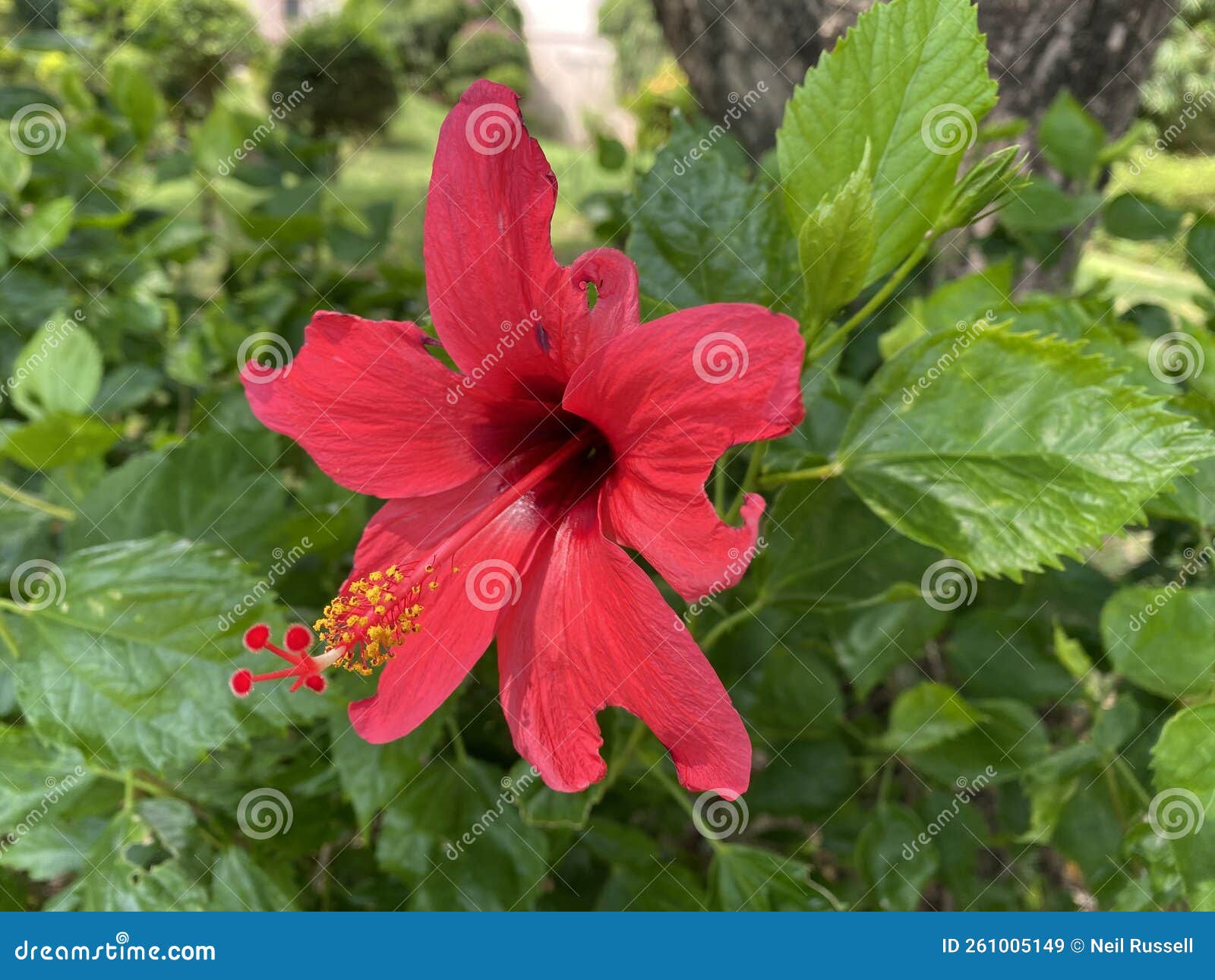 Single China Rose Flower stock image. Image of shrub 261005149