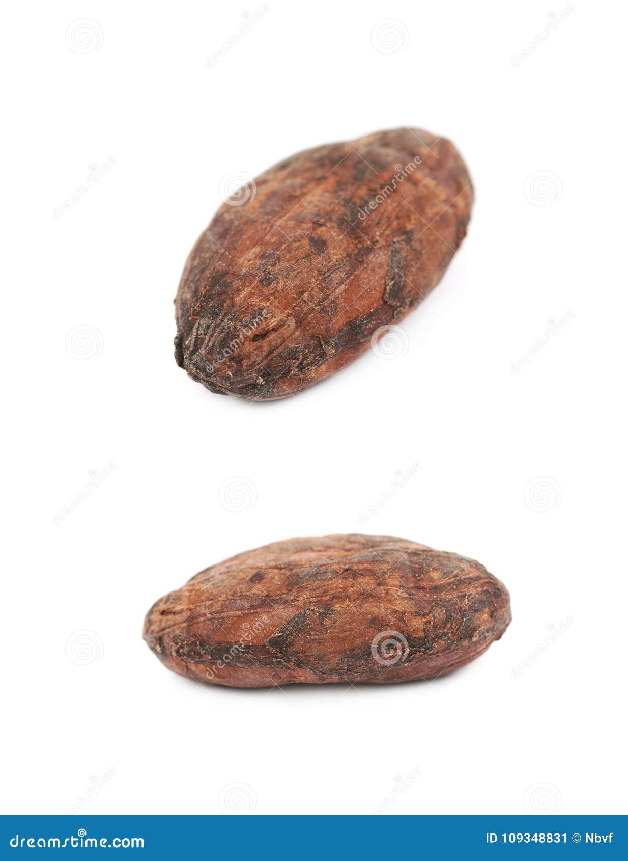 Single cocoa bean isolated stock image. Image of meal - 109348831